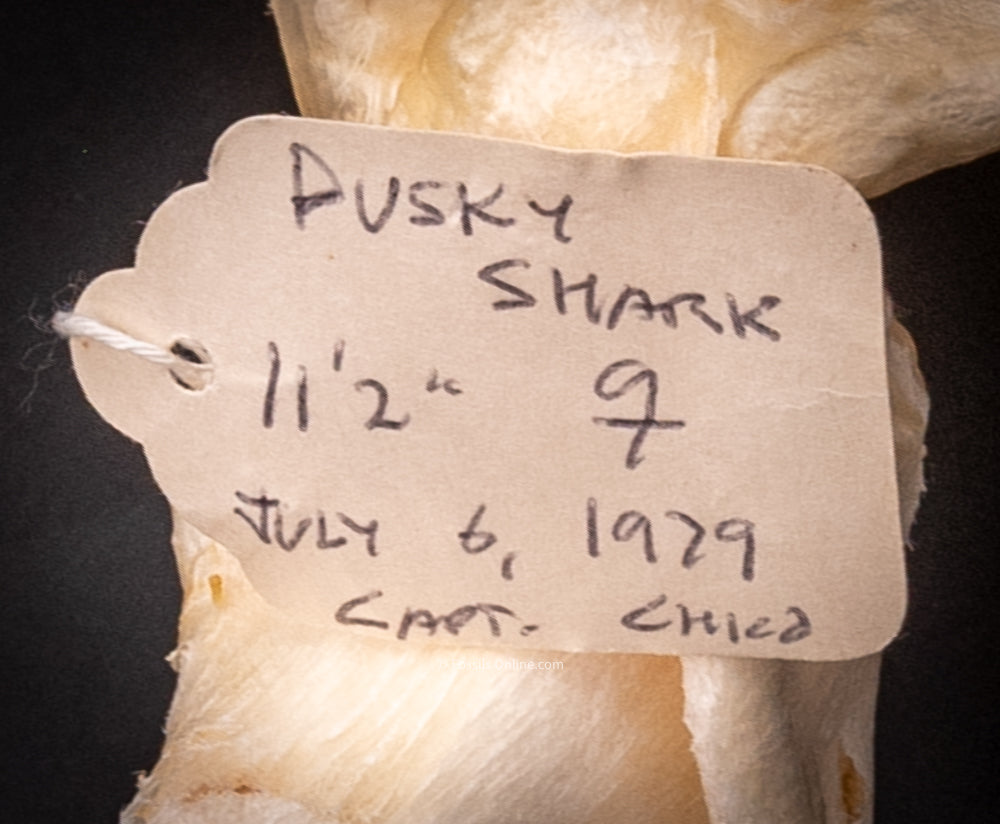 Dusky Shark Jaw w/DATA