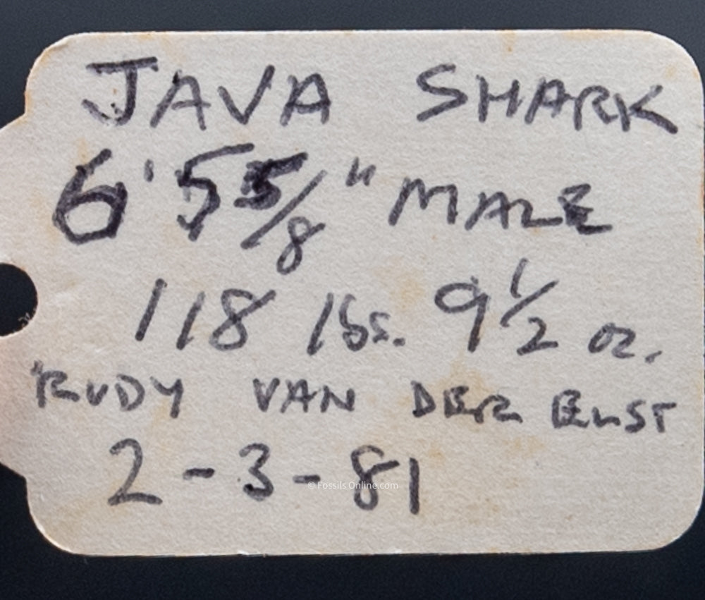 Java Shark Jaw w/DATA