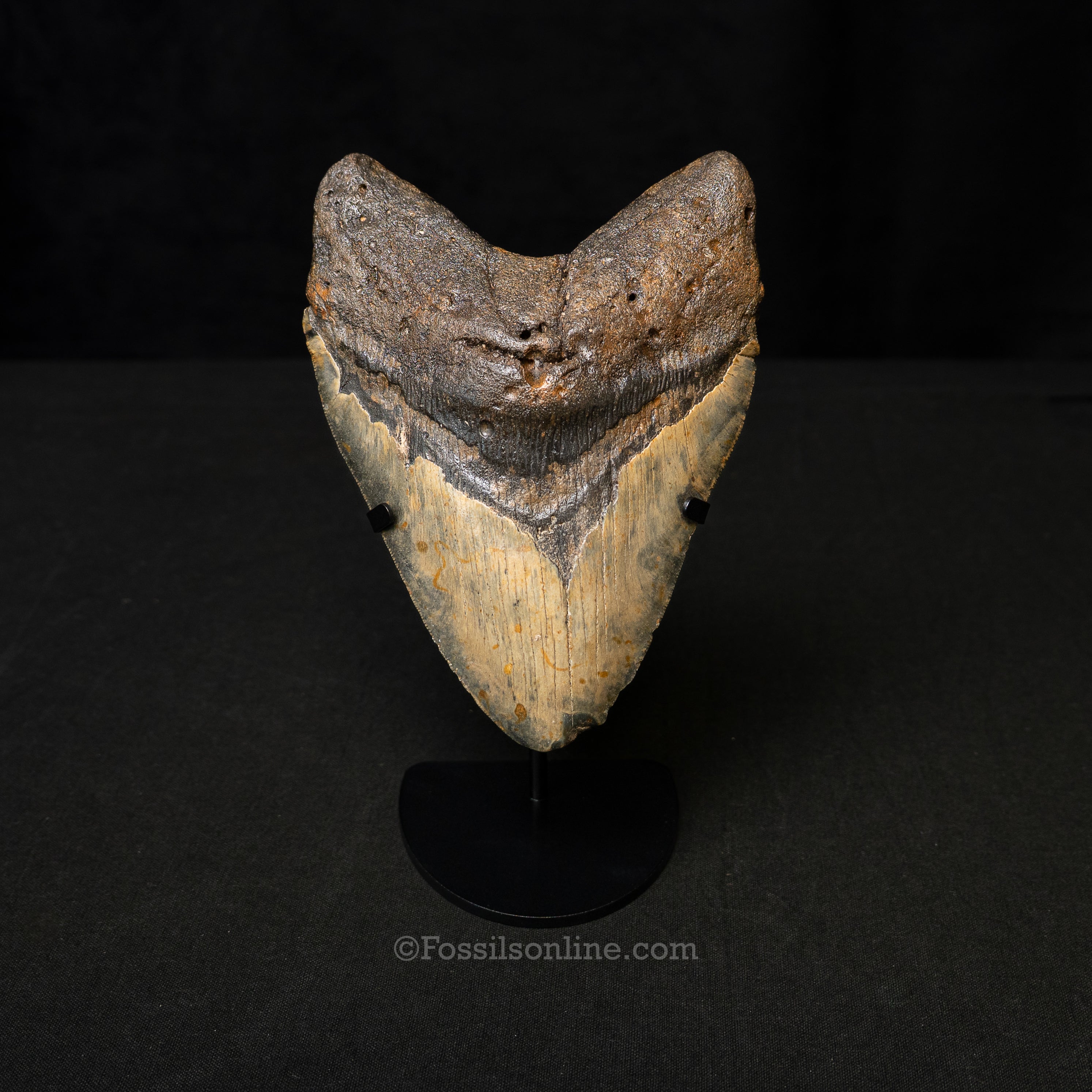 North Carolina Megalodon 6.06"