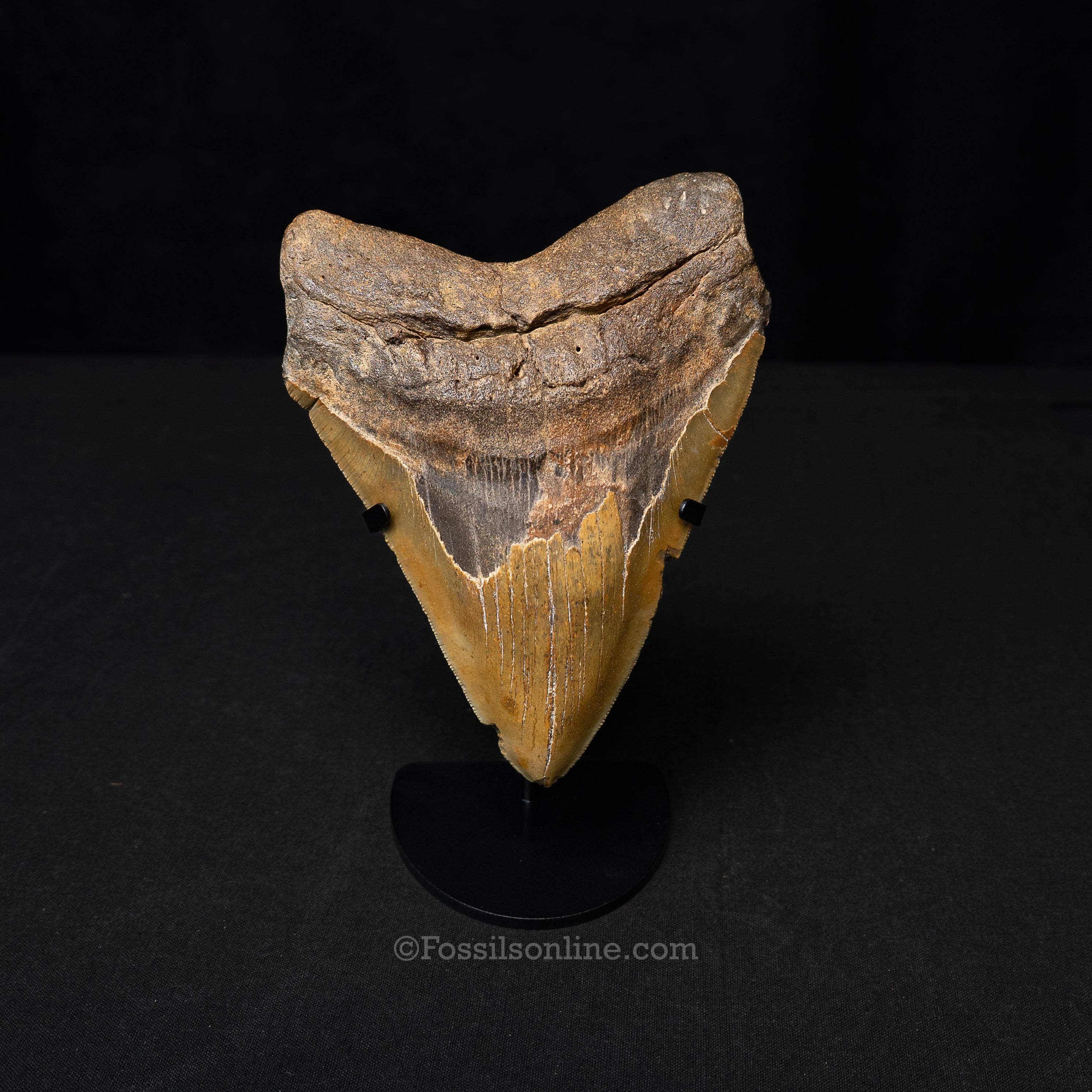 North Carolina Megalodon 6.11"