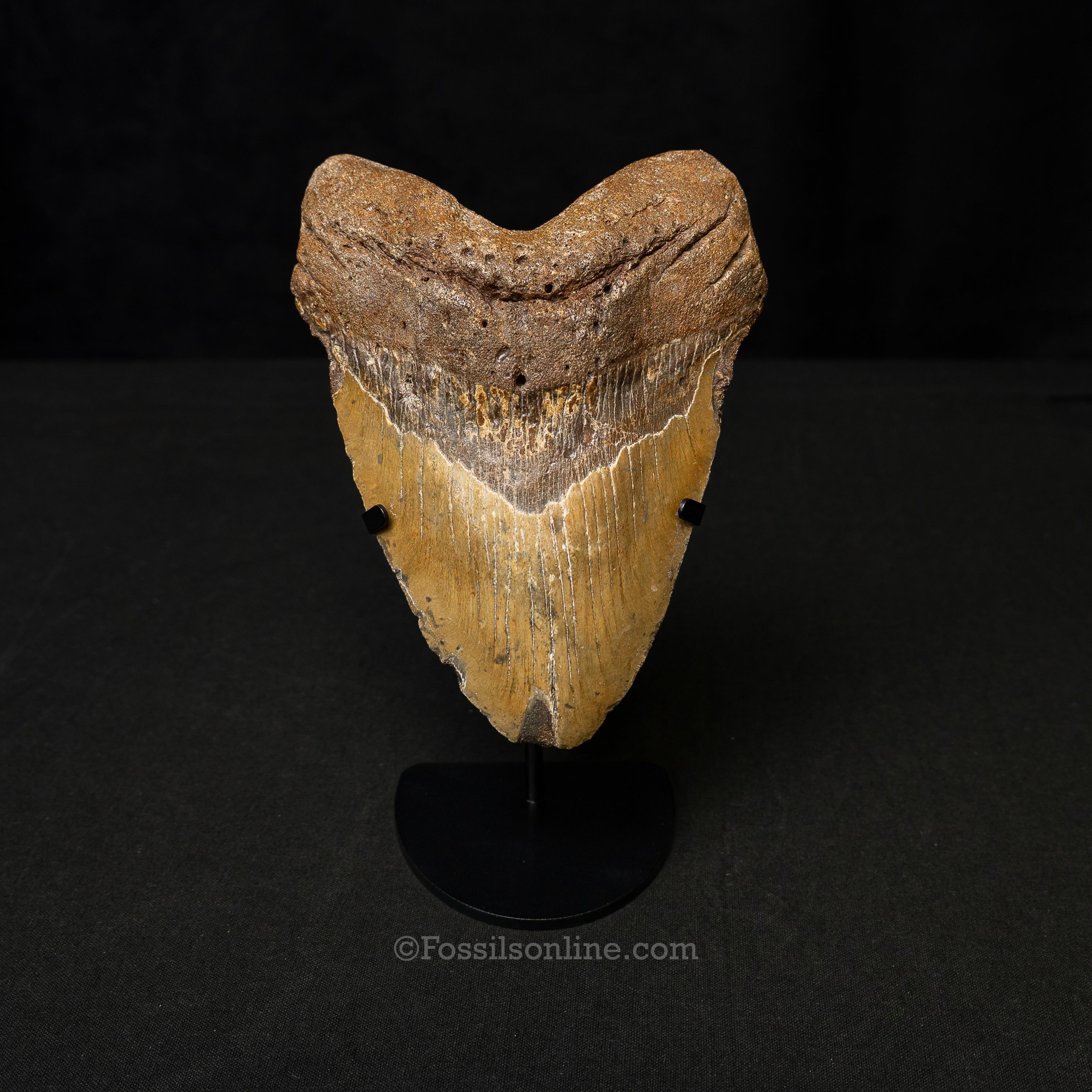 North Carolina Megalodon 6.2"