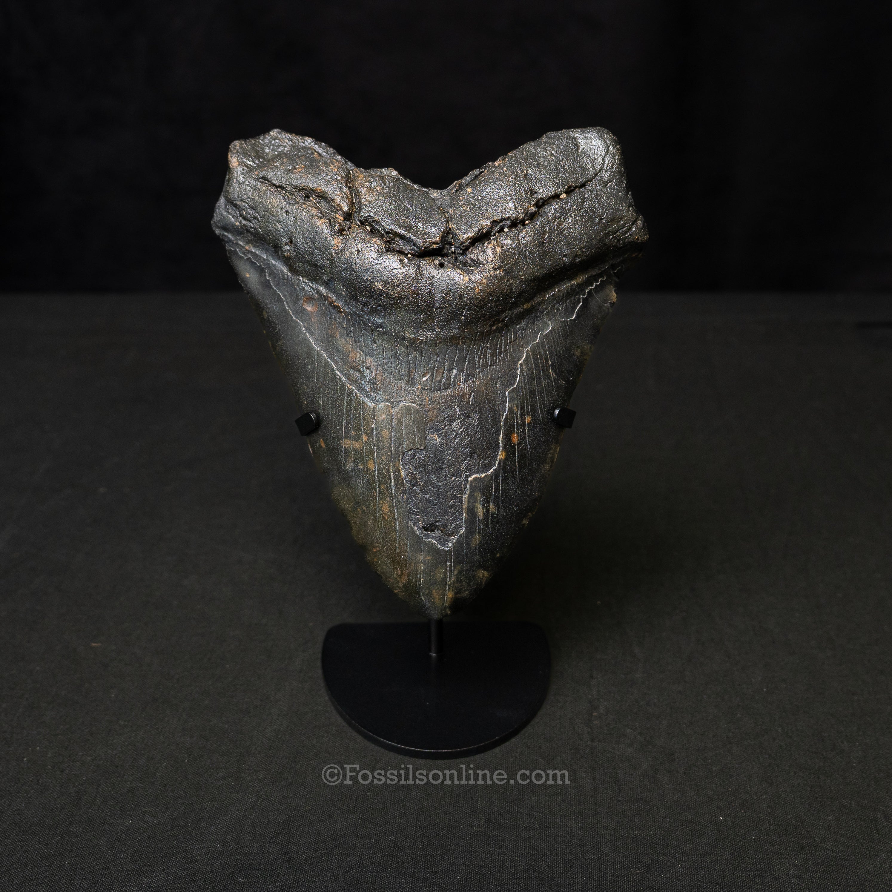 South Carolina Megalodon 6.05"