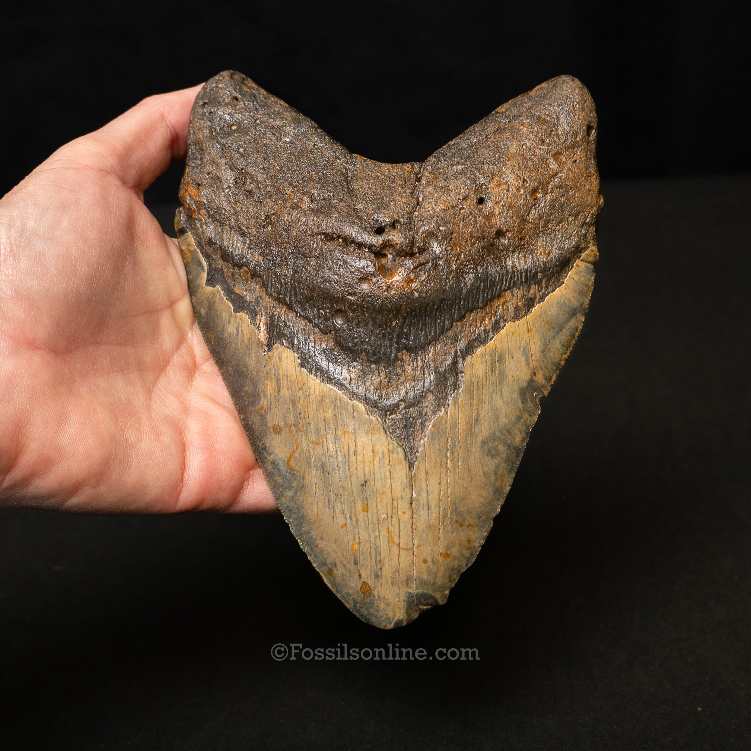 North Carolina Megalodon 6.06"