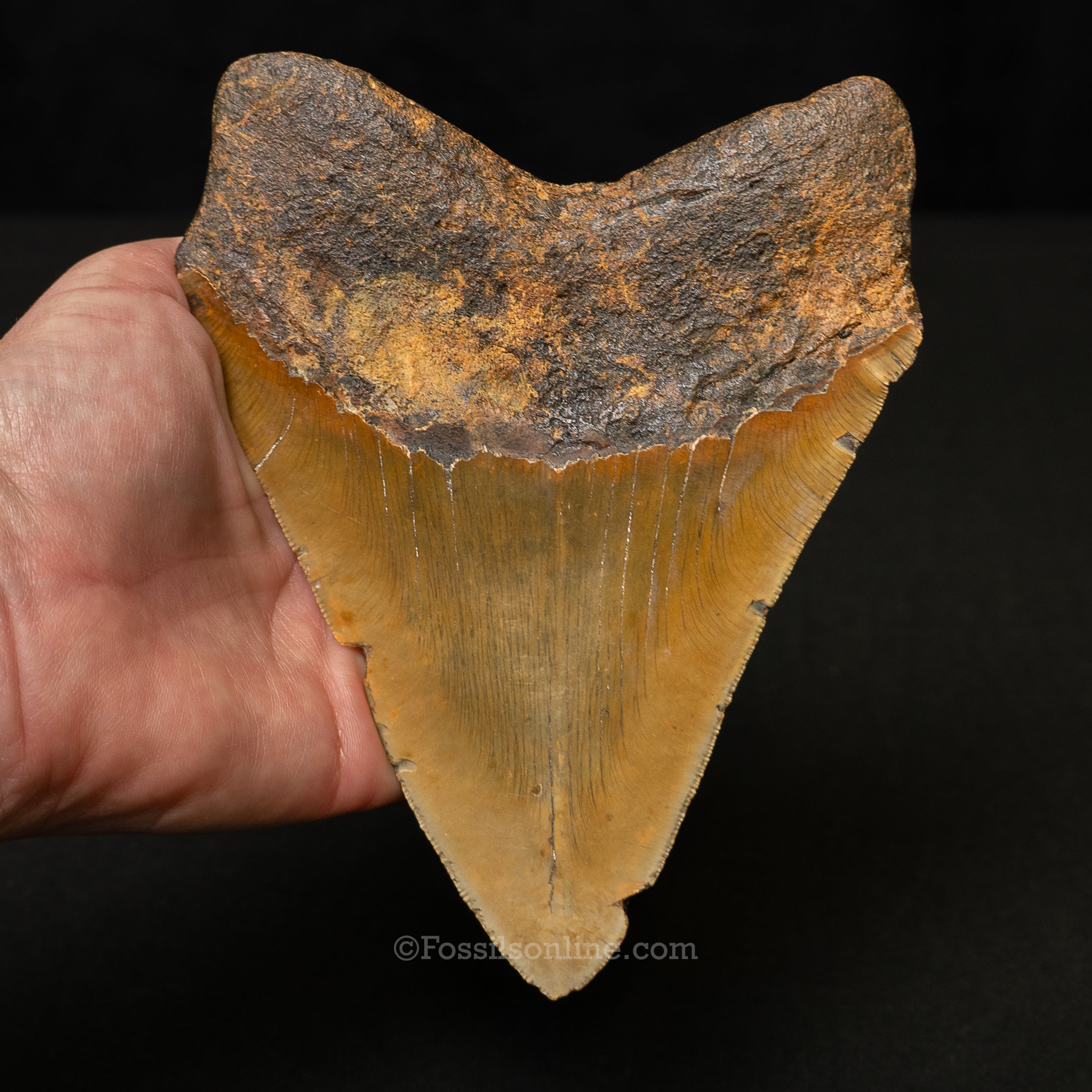 North Carolina Megalodon 6.11"