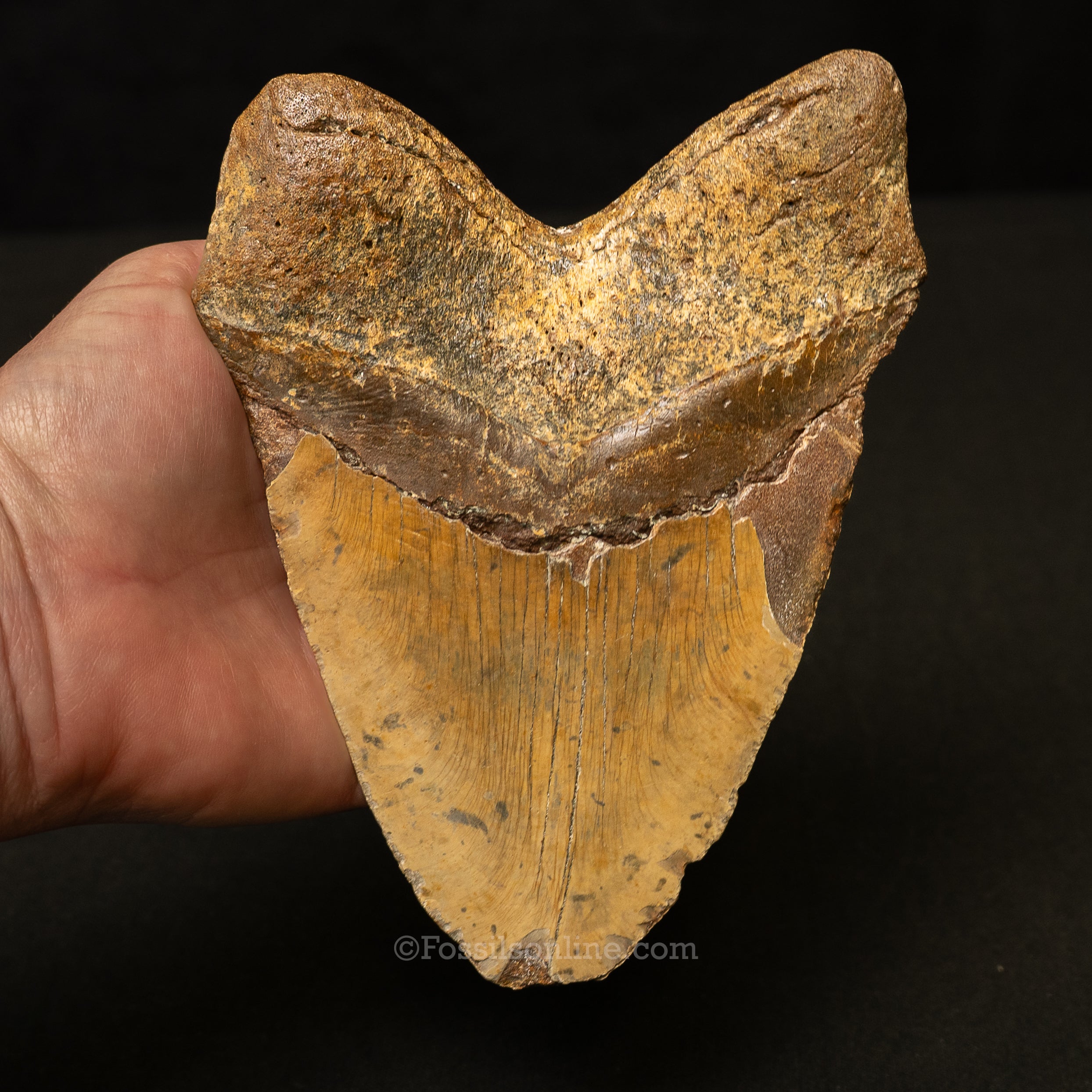 North Carolina Megalodon 6.2"