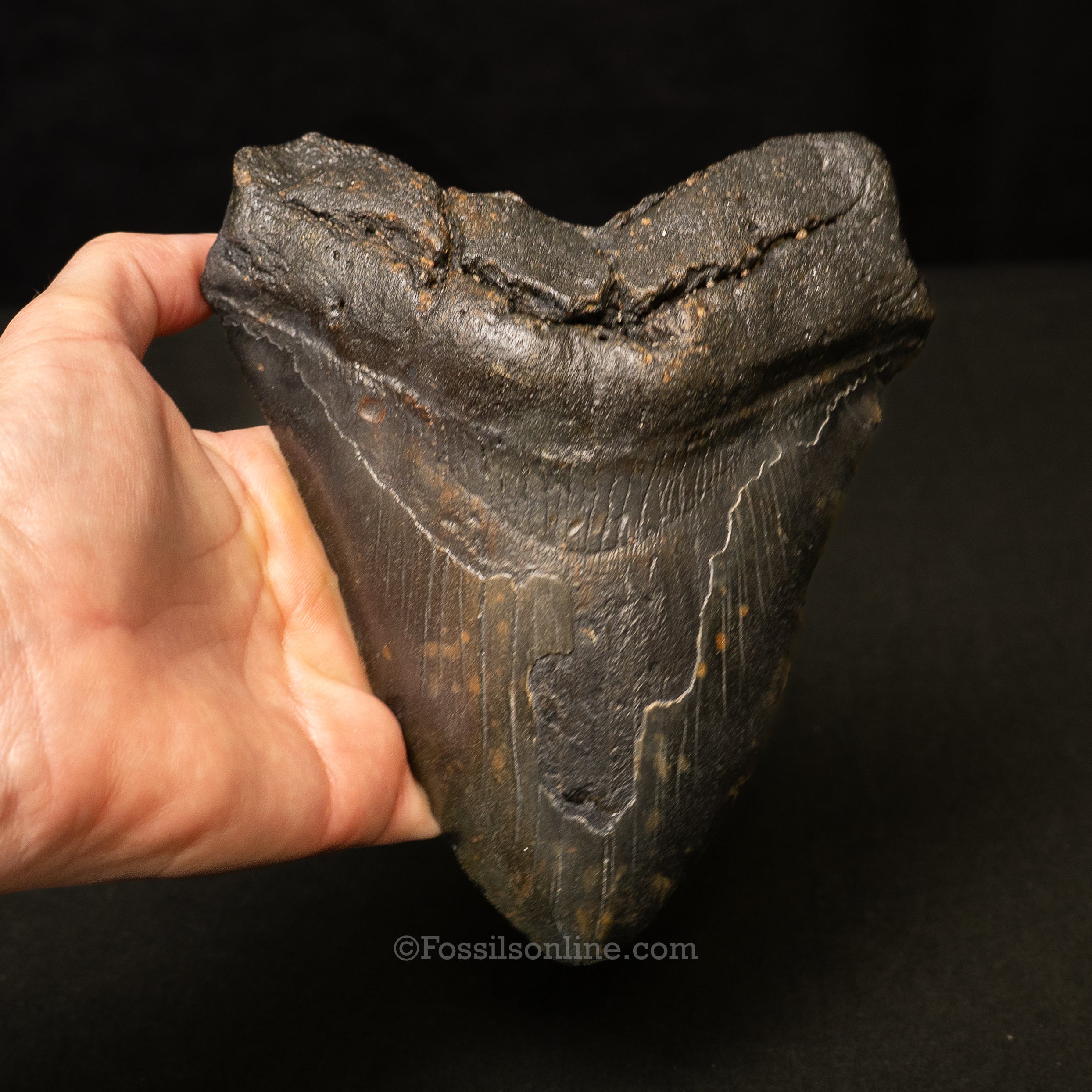 South Carolina Megalodon 6.05"