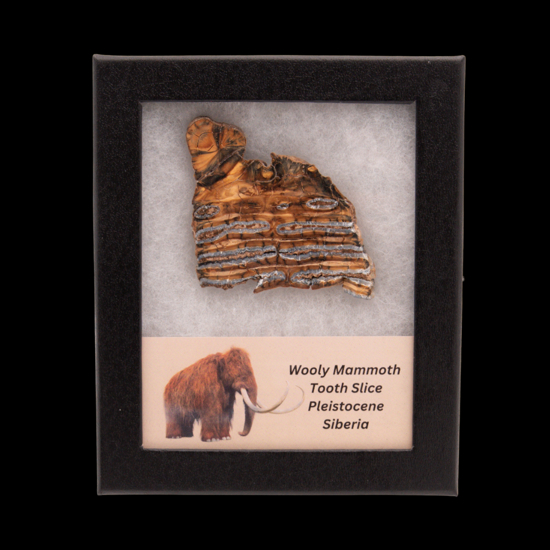 Wooly Mammoth Tooth Slice