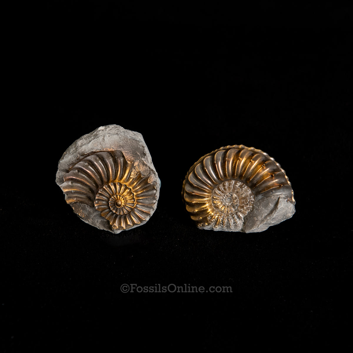 Fossil Pyritized Ammonite with its negative Pleuroceras Jurassic Germa