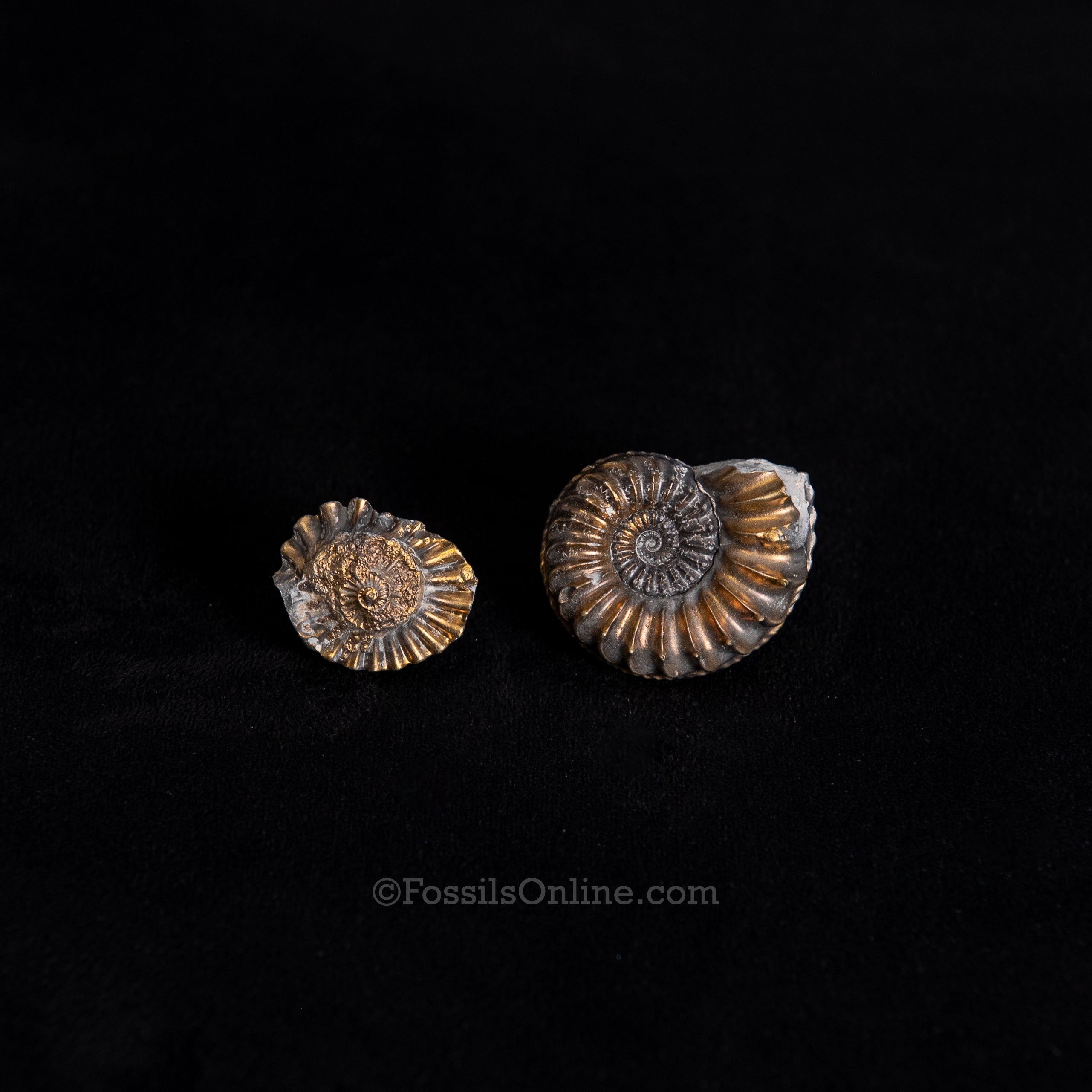 Fossil Pyritized Ammonite with its negative Pleuroceras Jurassic Germany