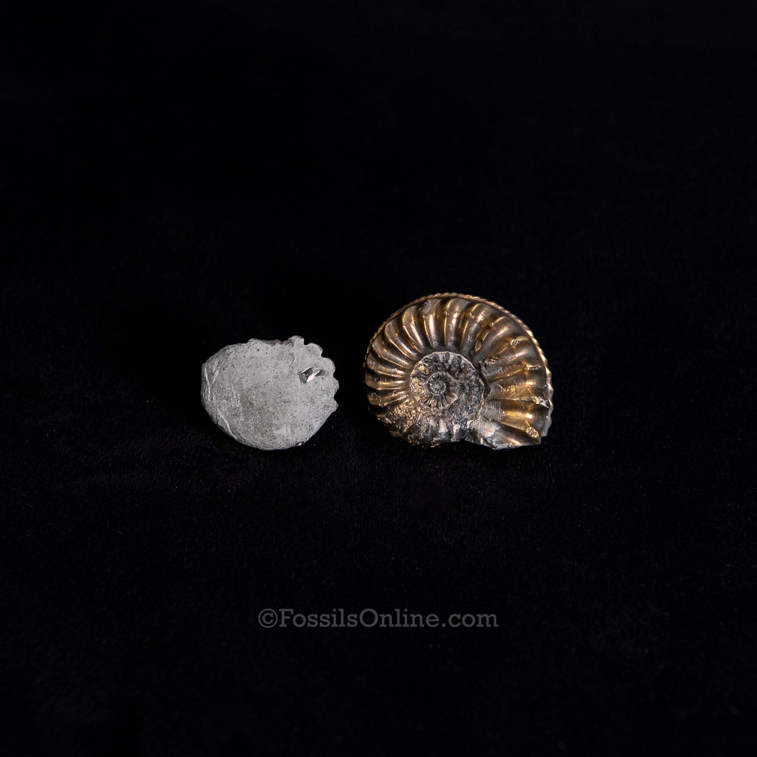 Fossil Pyritized Ammonite with its negative Pleuroceras Jurassic Germany