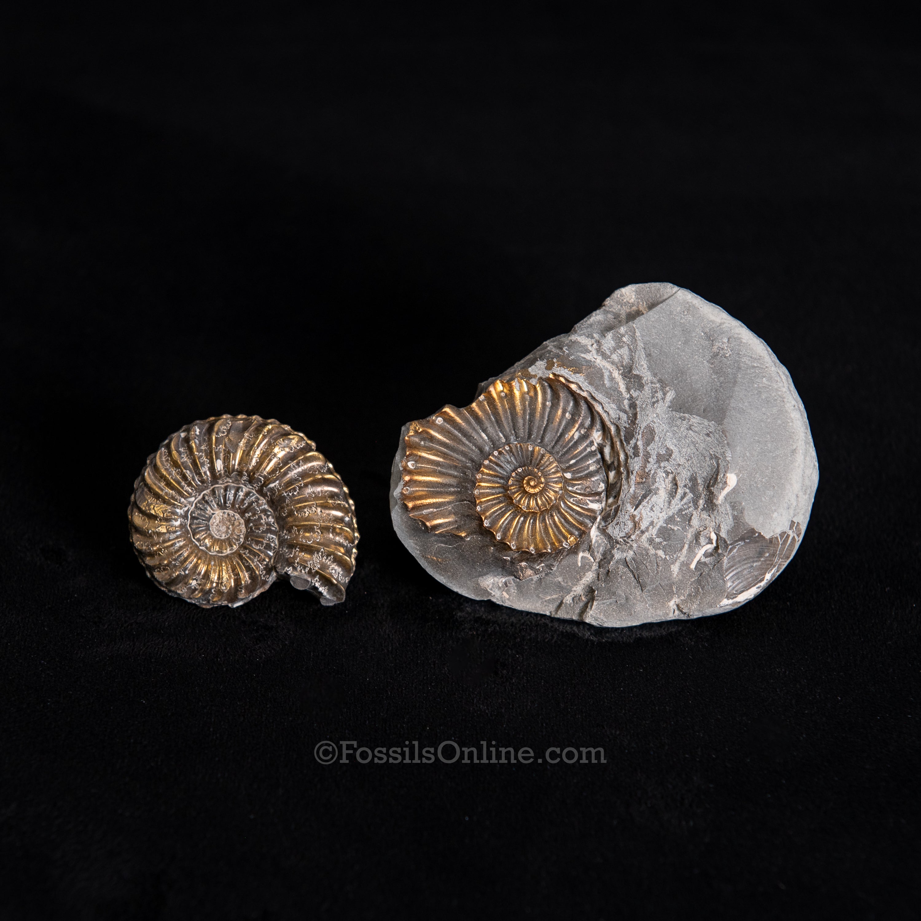 Fossil Pyritized Ammonite with its negative Pleuroceras Jurassic Germany