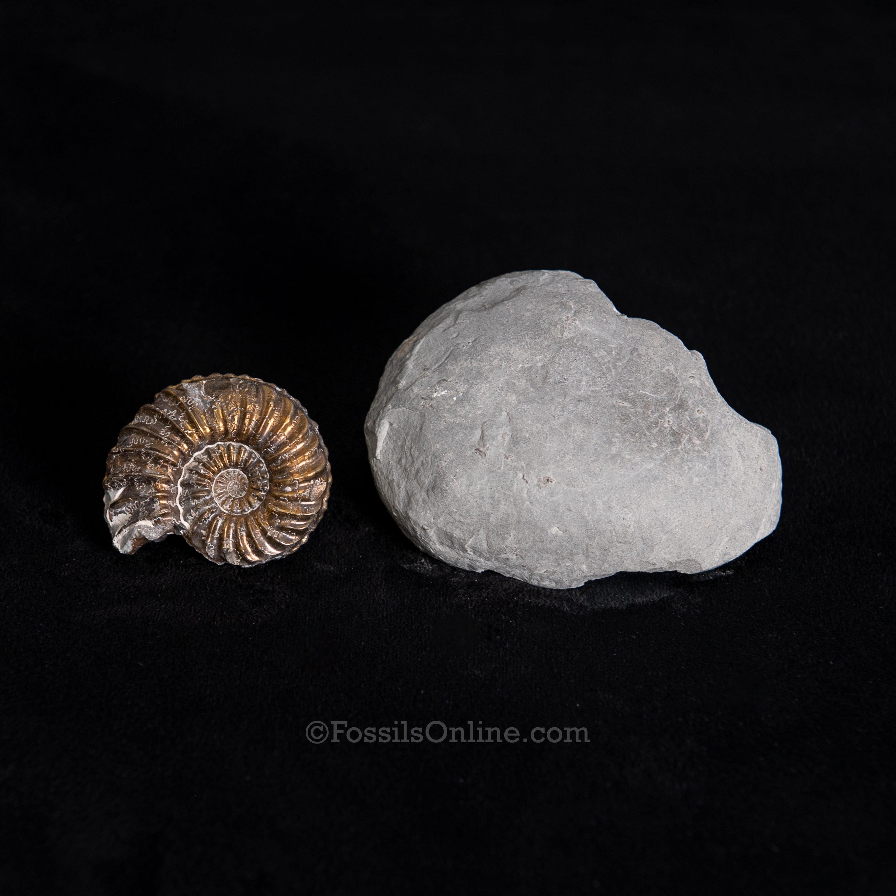 Fossil Pyritized Ammonite with its negative Pleuroceras Jurassic Germany