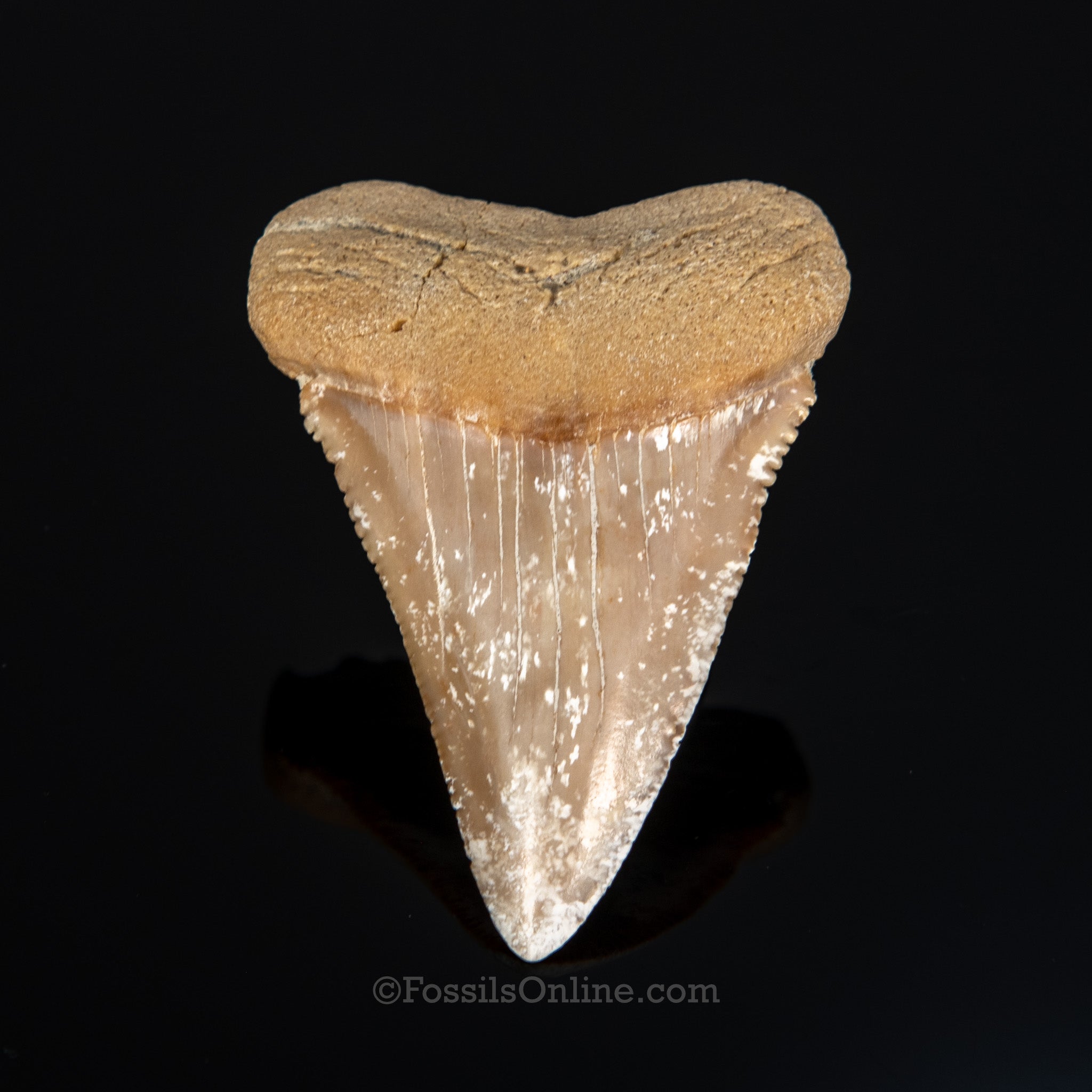 Fossil Great White 2.61"