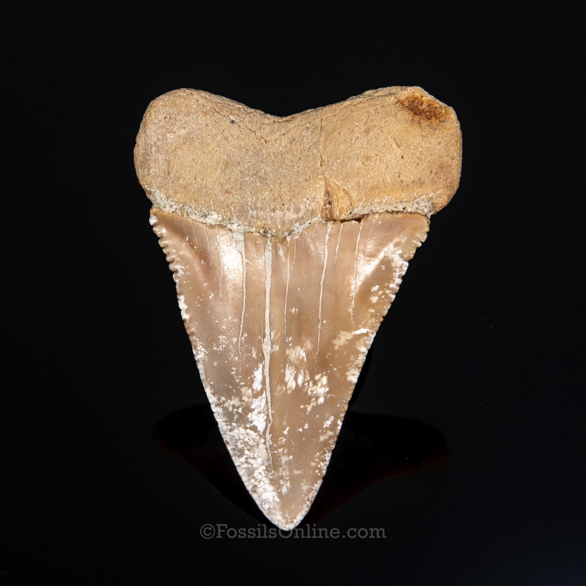 Fossil Great White 2.61"
