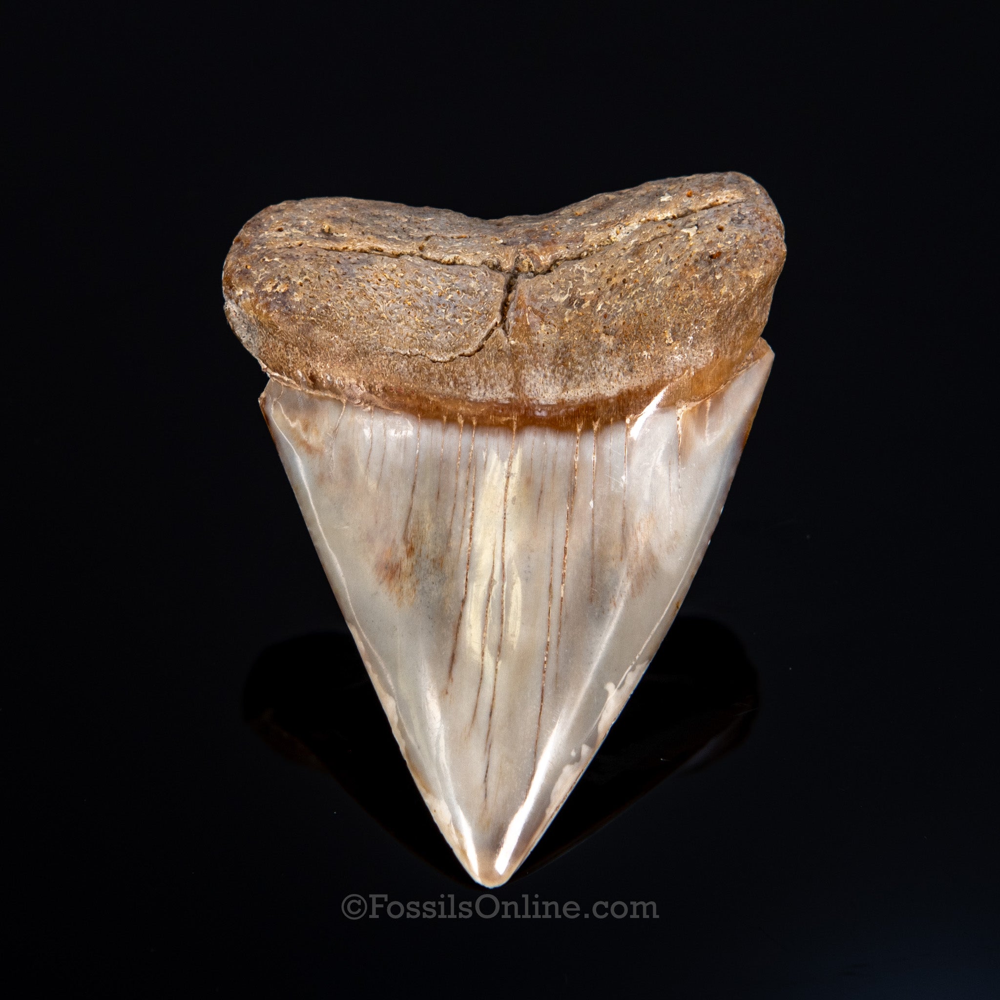 Fossil Great White 2.60"