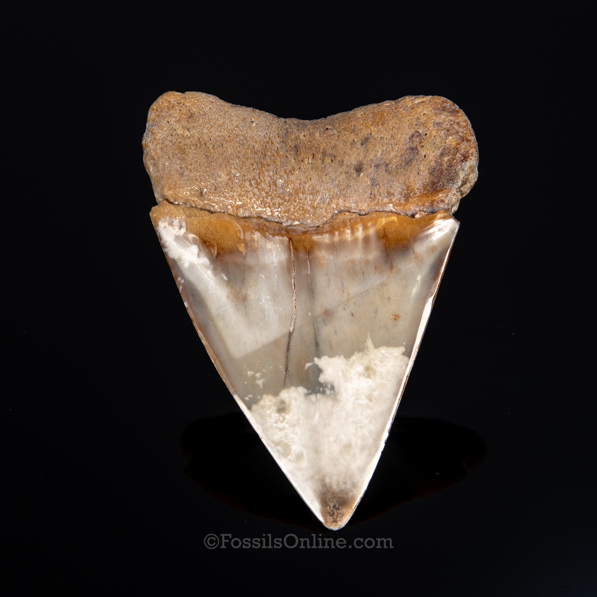 Fossil Great White 2.60"