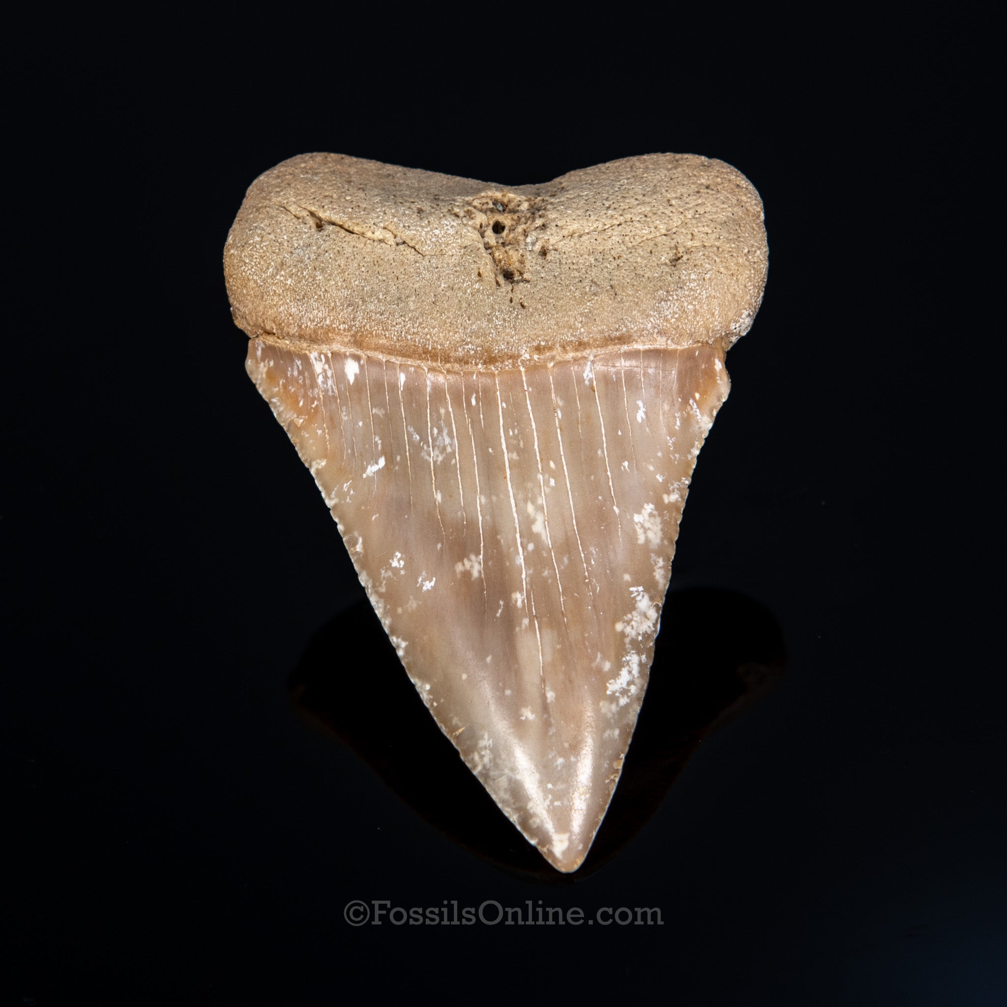 Fossil Great White 2.68"
