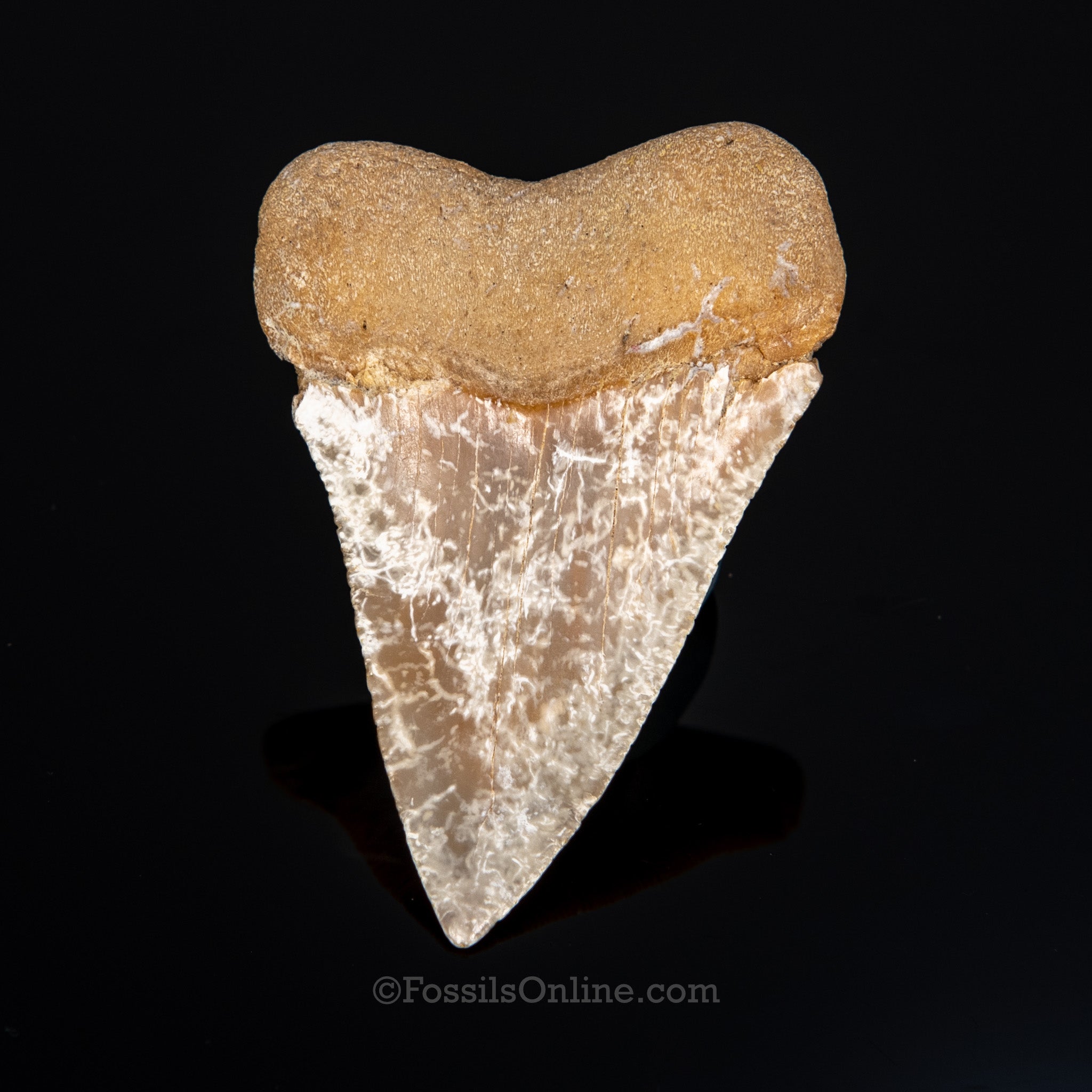 Fossil Great White 2.68"