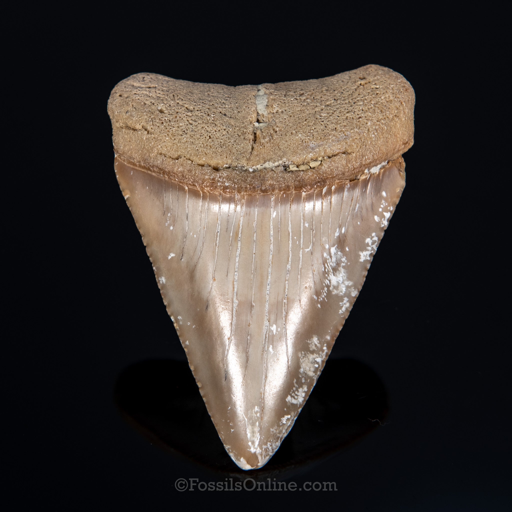 Fossil Great White 2.86"