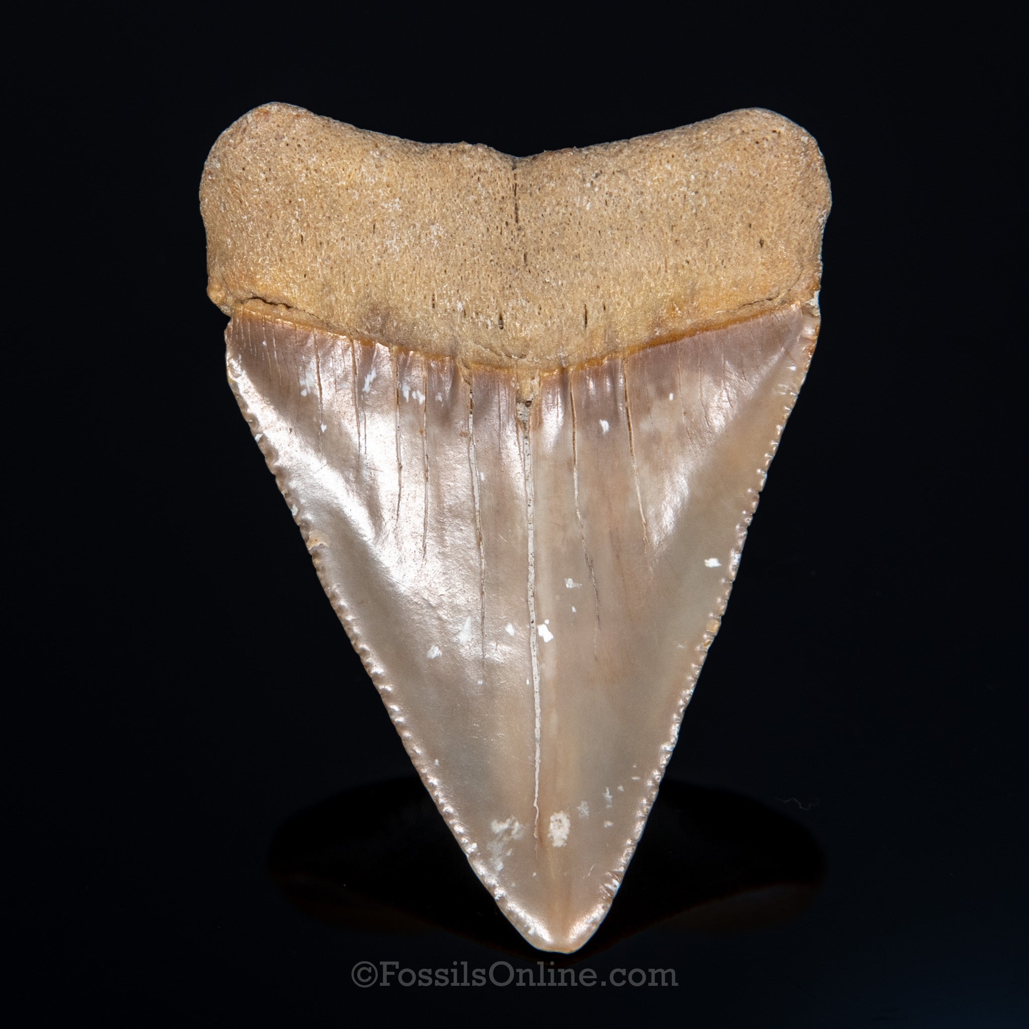Fossil Great White 2.86"