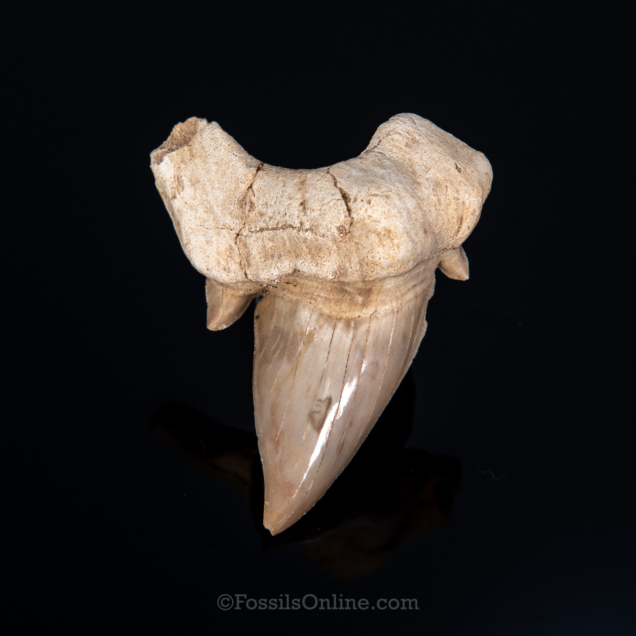 Pathological Otodus Tooth 2.14"
