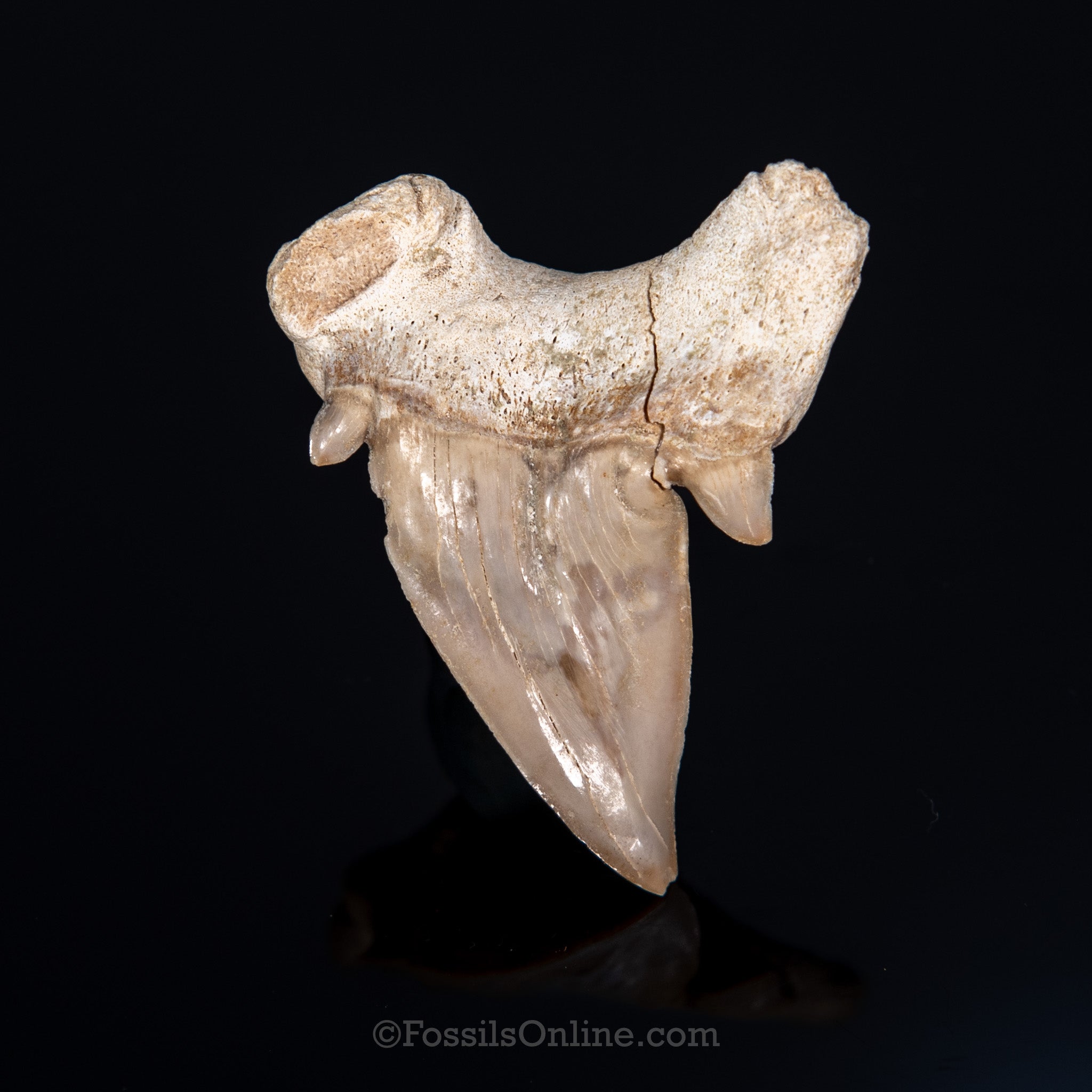 Pathological Otodus Tooth 2.14"
