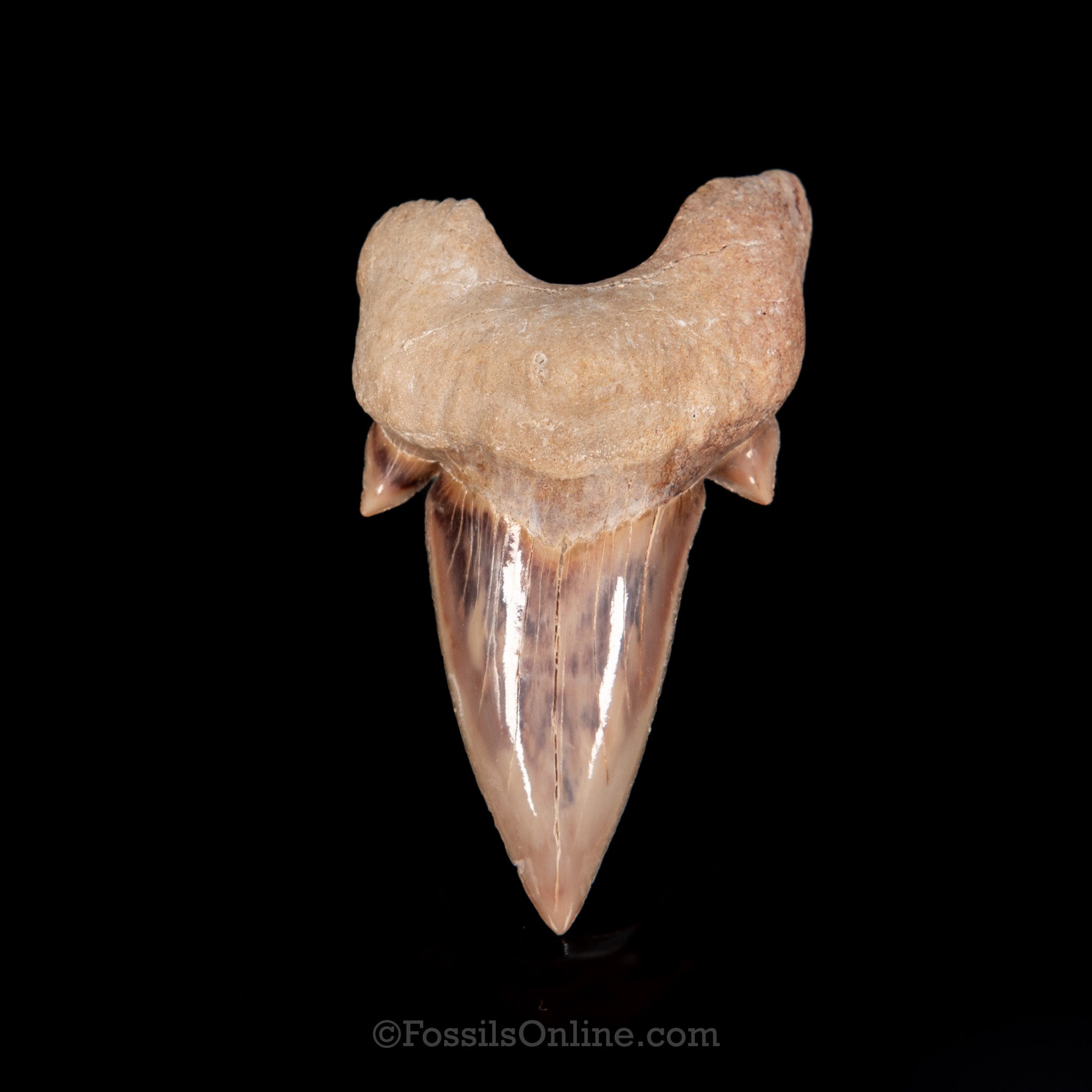 Otodus Tooth 2.25"