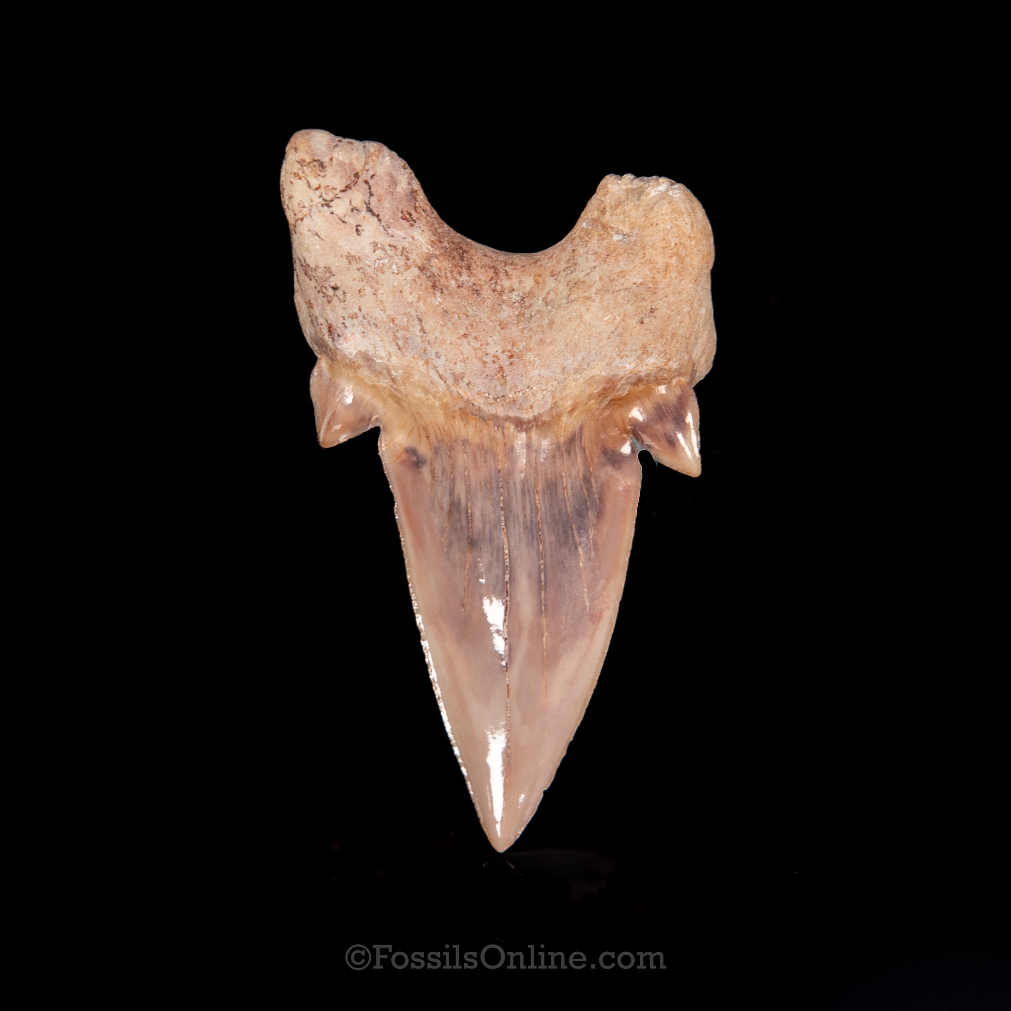 Otodus Tooth 2.25"