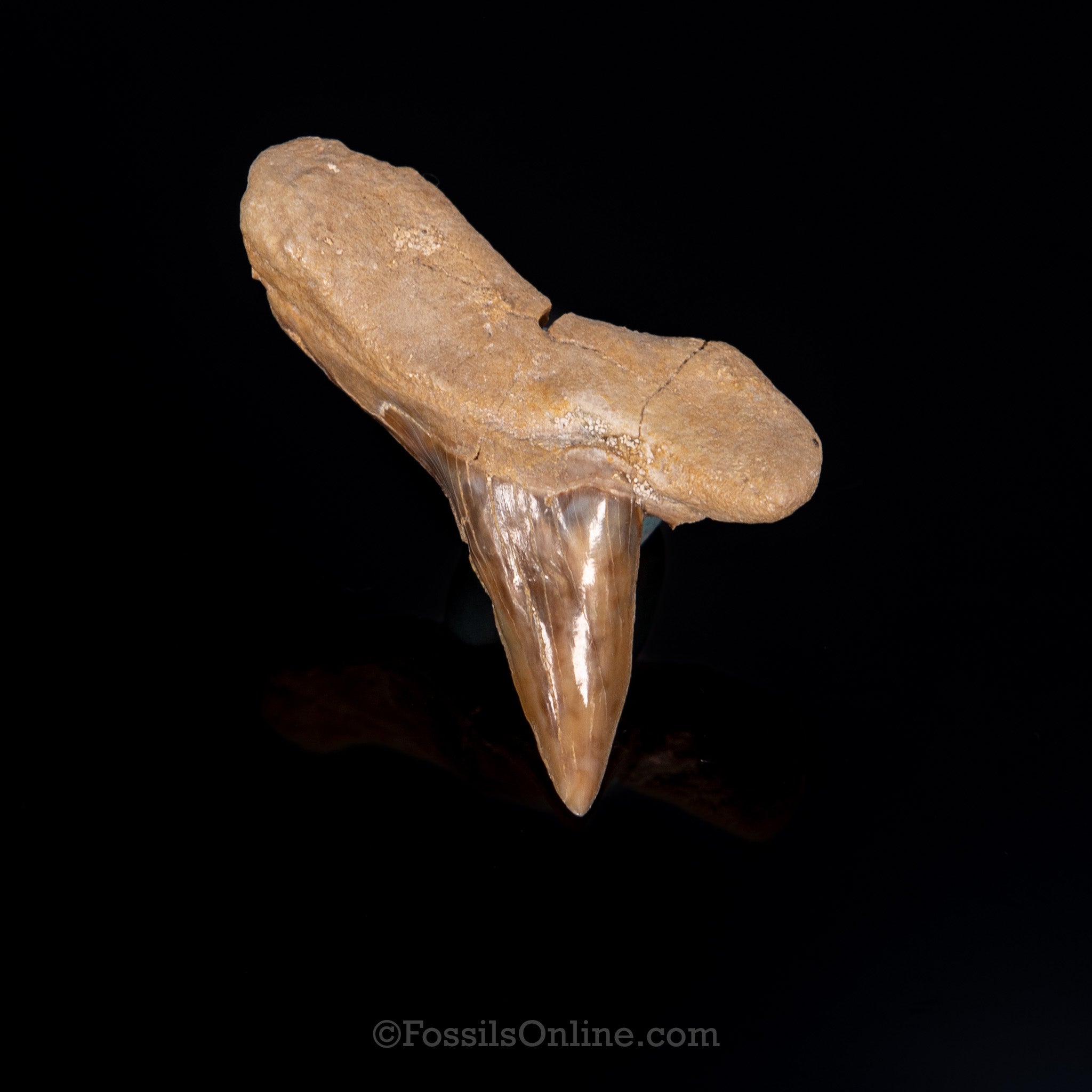 Pathological Otodus Tooth 2.14"