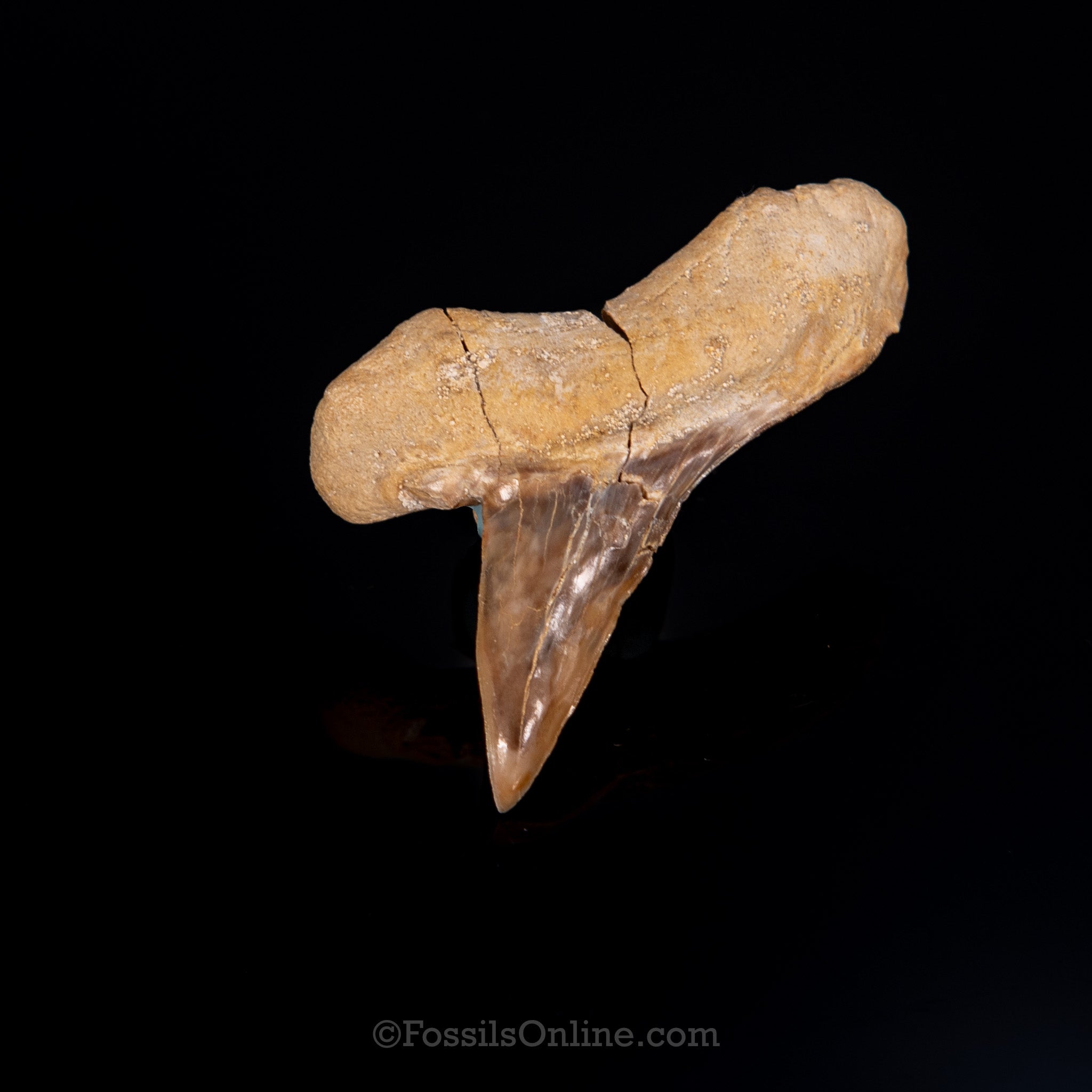 Pathological Otodus Tooth 2.14"