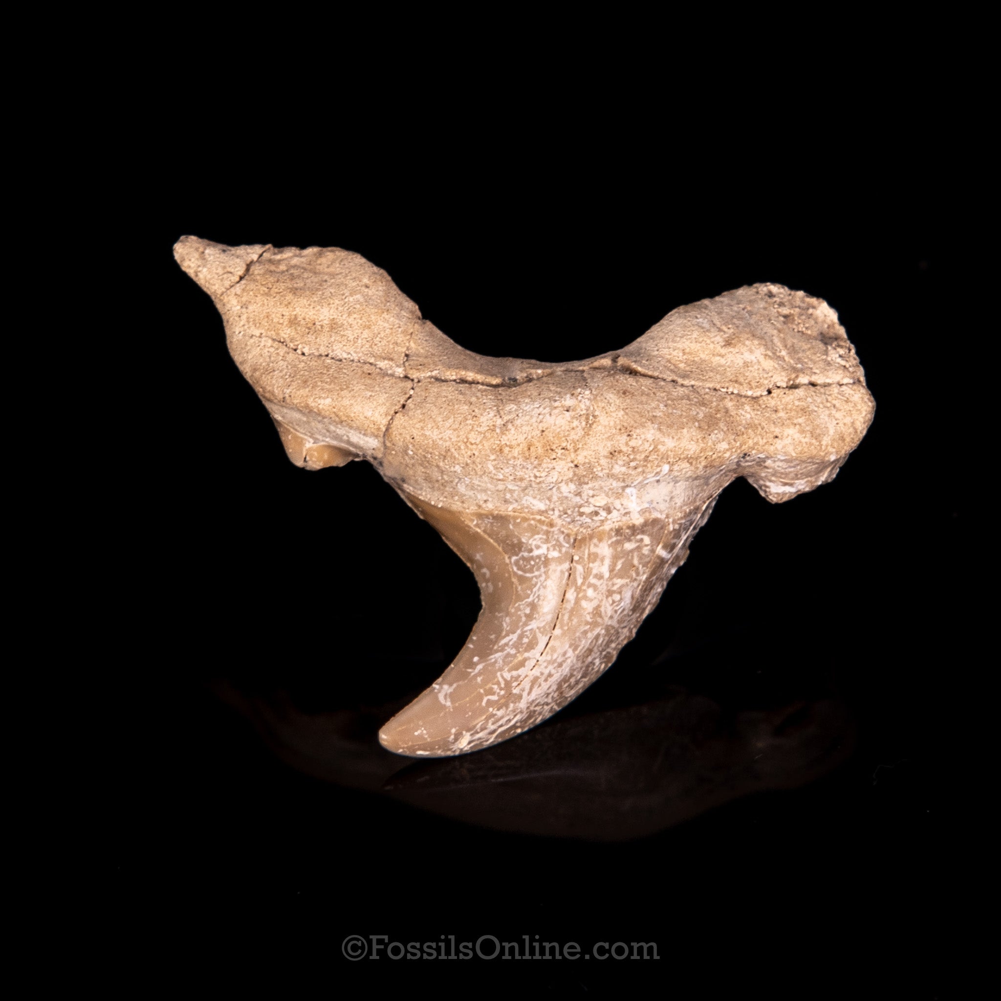 Pathological Otodus Tooth 1.55"