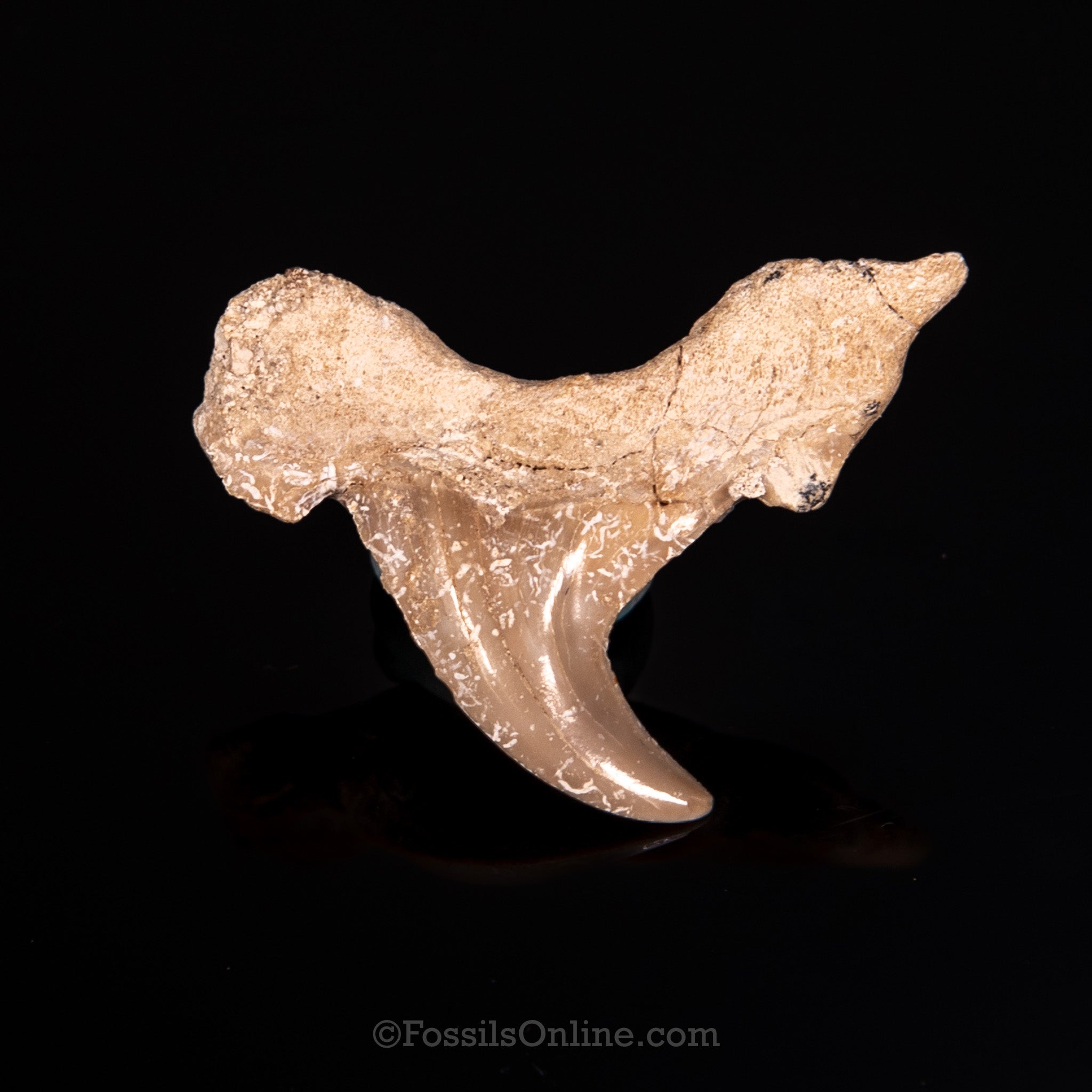 Pathological Otodus Tooth 1.55"