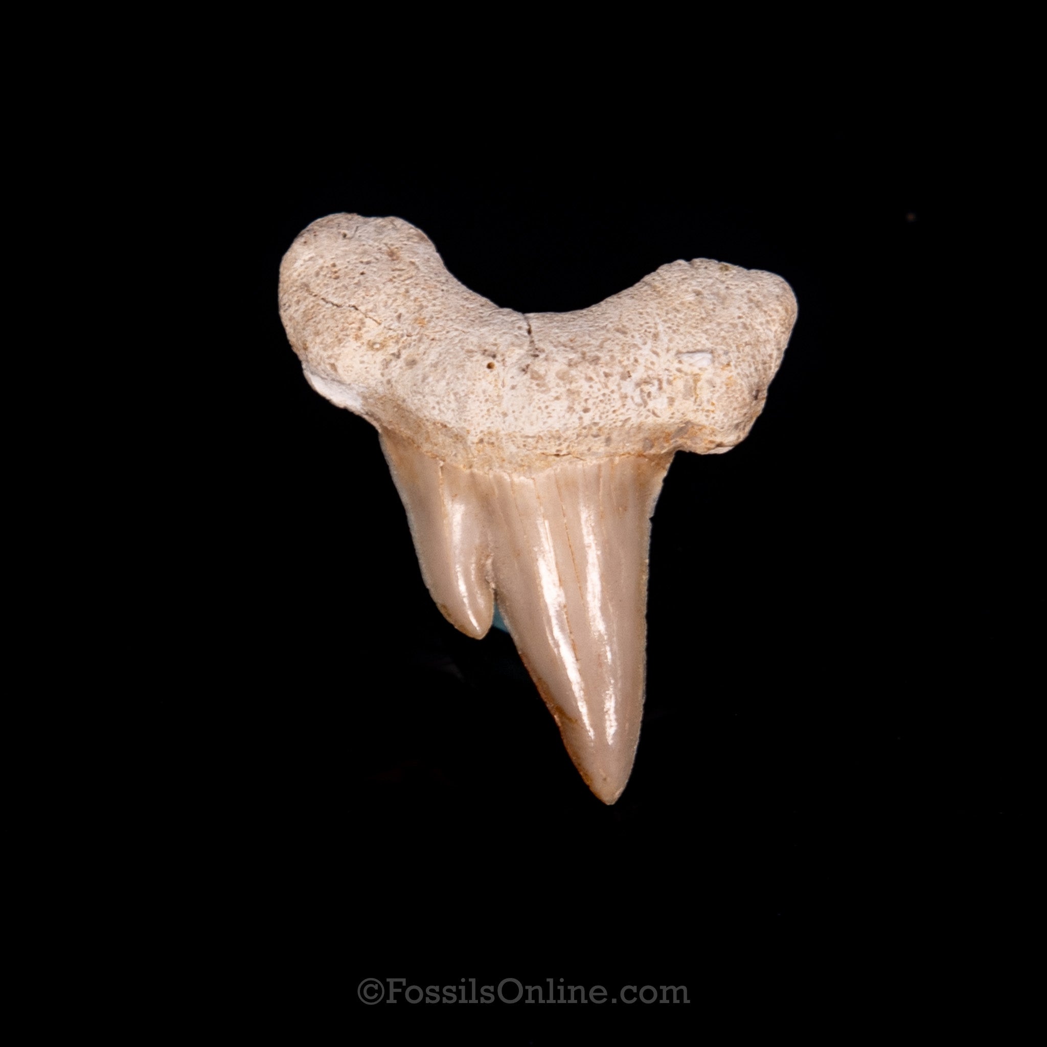 Pathological Otodus Tooth 1.34"