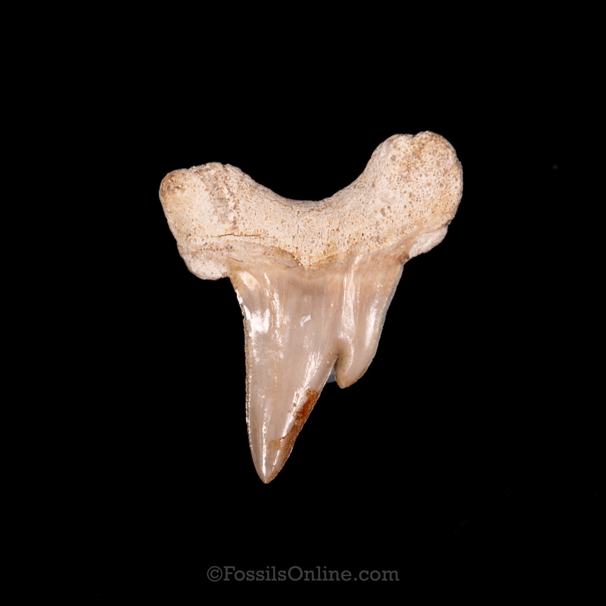 Pathological Otodus Tooth 1.34"