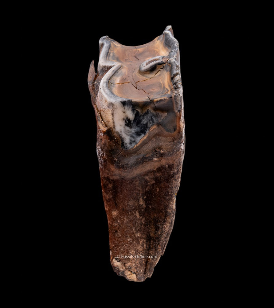 Juvenile Woolly Rhino Tooth w/ Roots