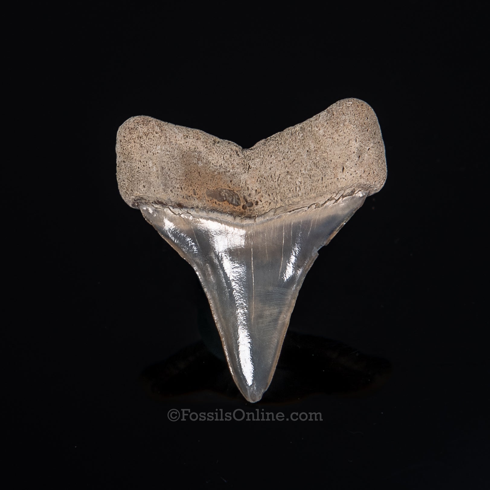 C. hastalis Ancestral Great White Lee Creek 1.51"