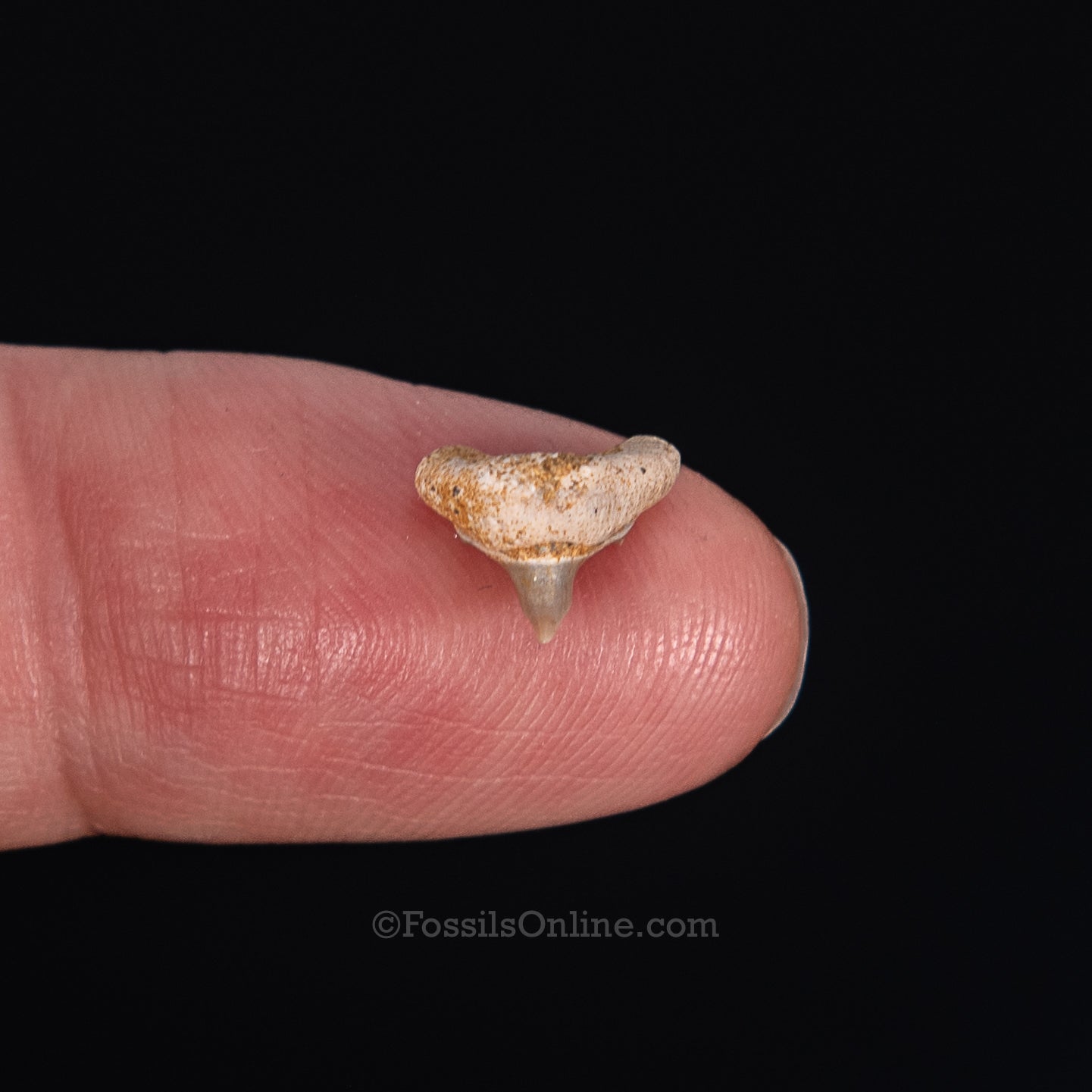 Extinct Megamouth tooth .38"