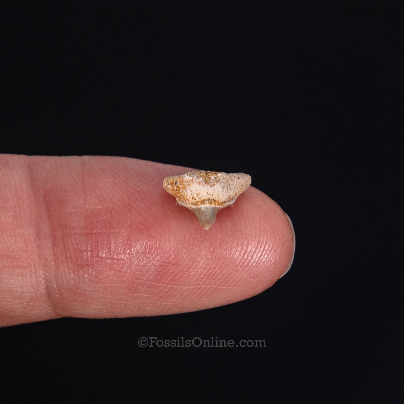 Extinct Megamouth tooth .38"