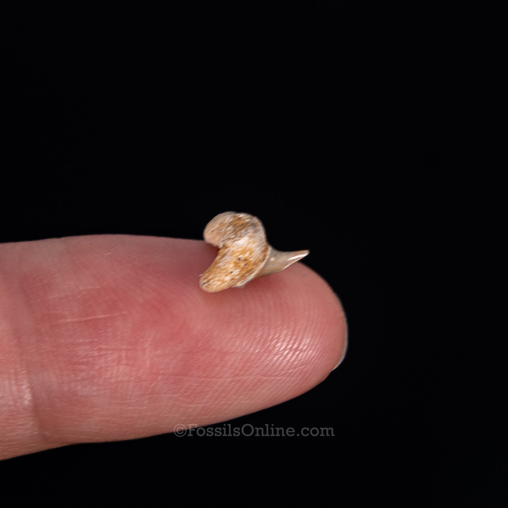 Extinct Megamouth tooth .38"