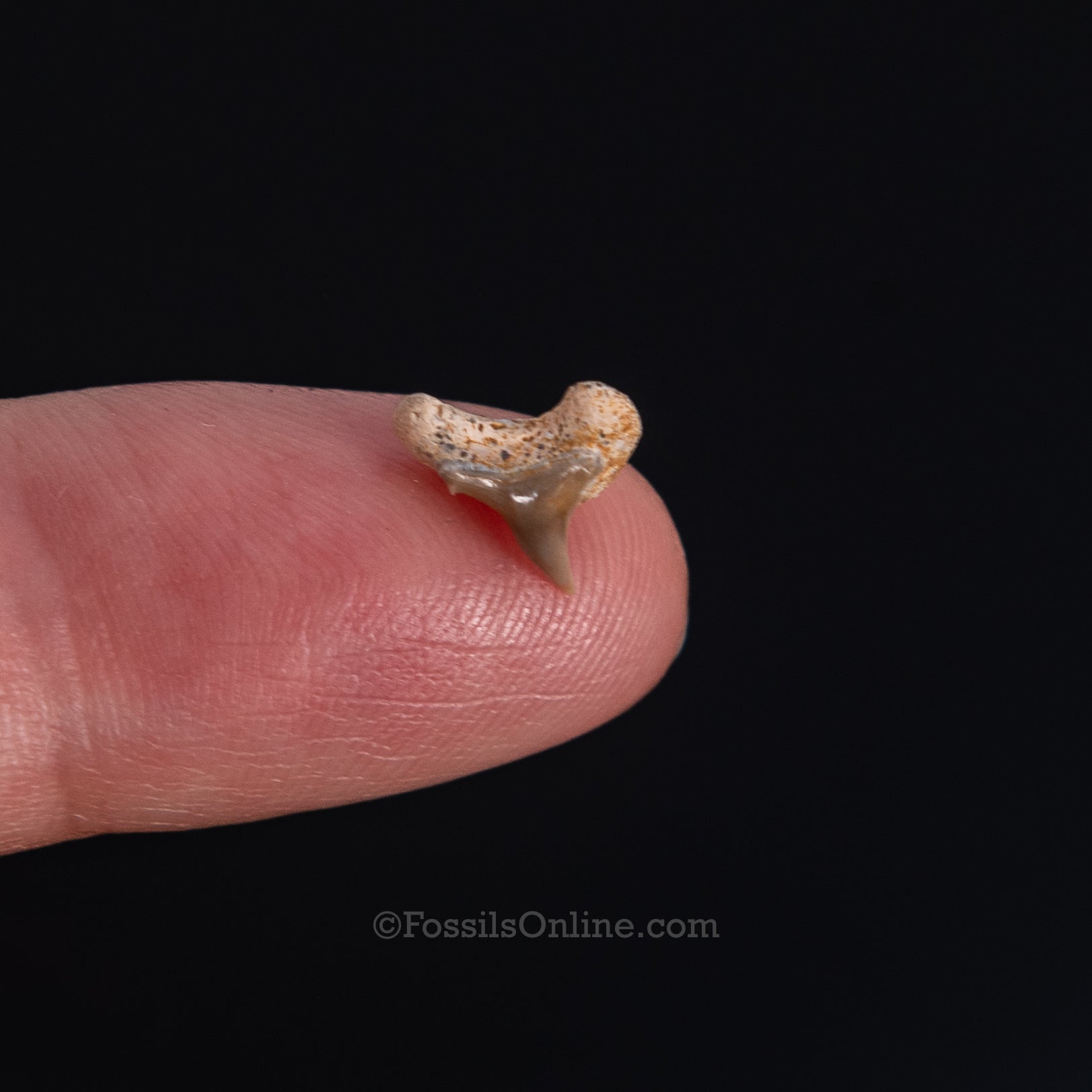 Extinct Megamouth tooth .38"
