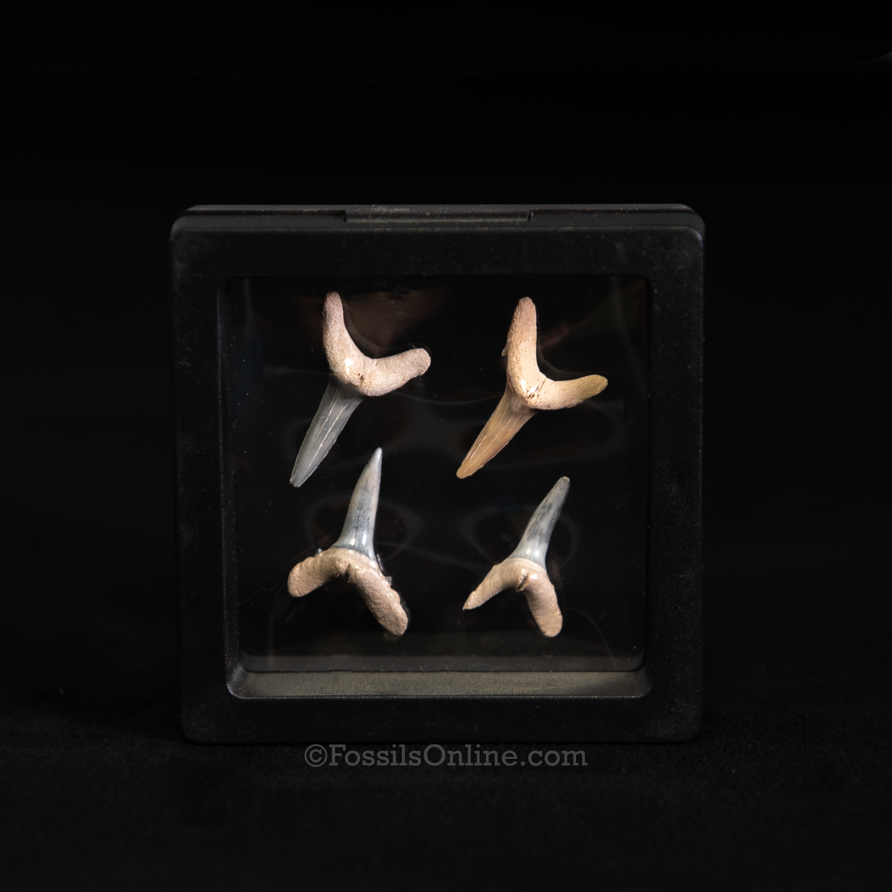 Sand Tiger Shark Tooth Set – Bone Valley, Florida (3.5" Display Case)