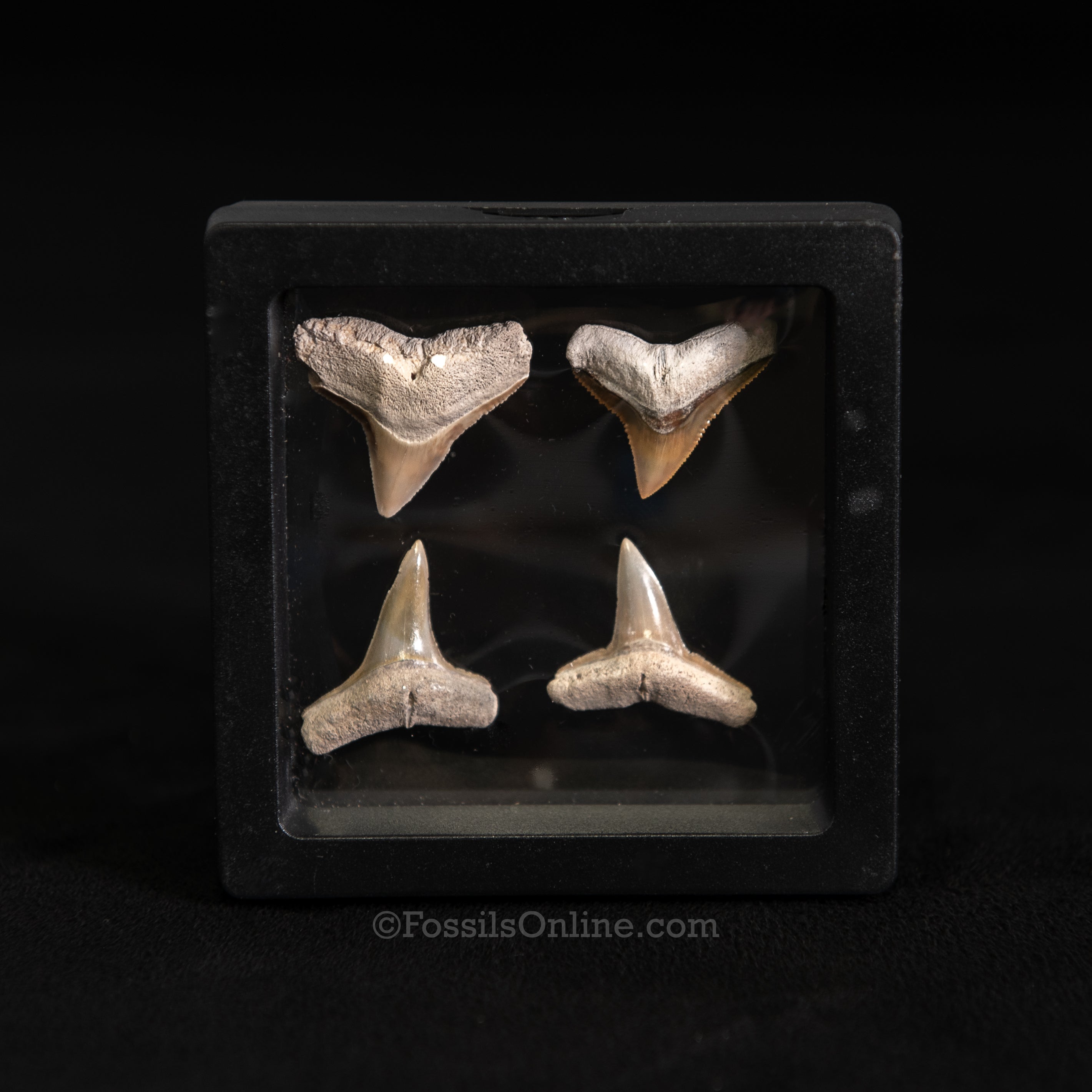 Bone Valley Bull & Lemon Shark Tooth Collection – 3" Display Case