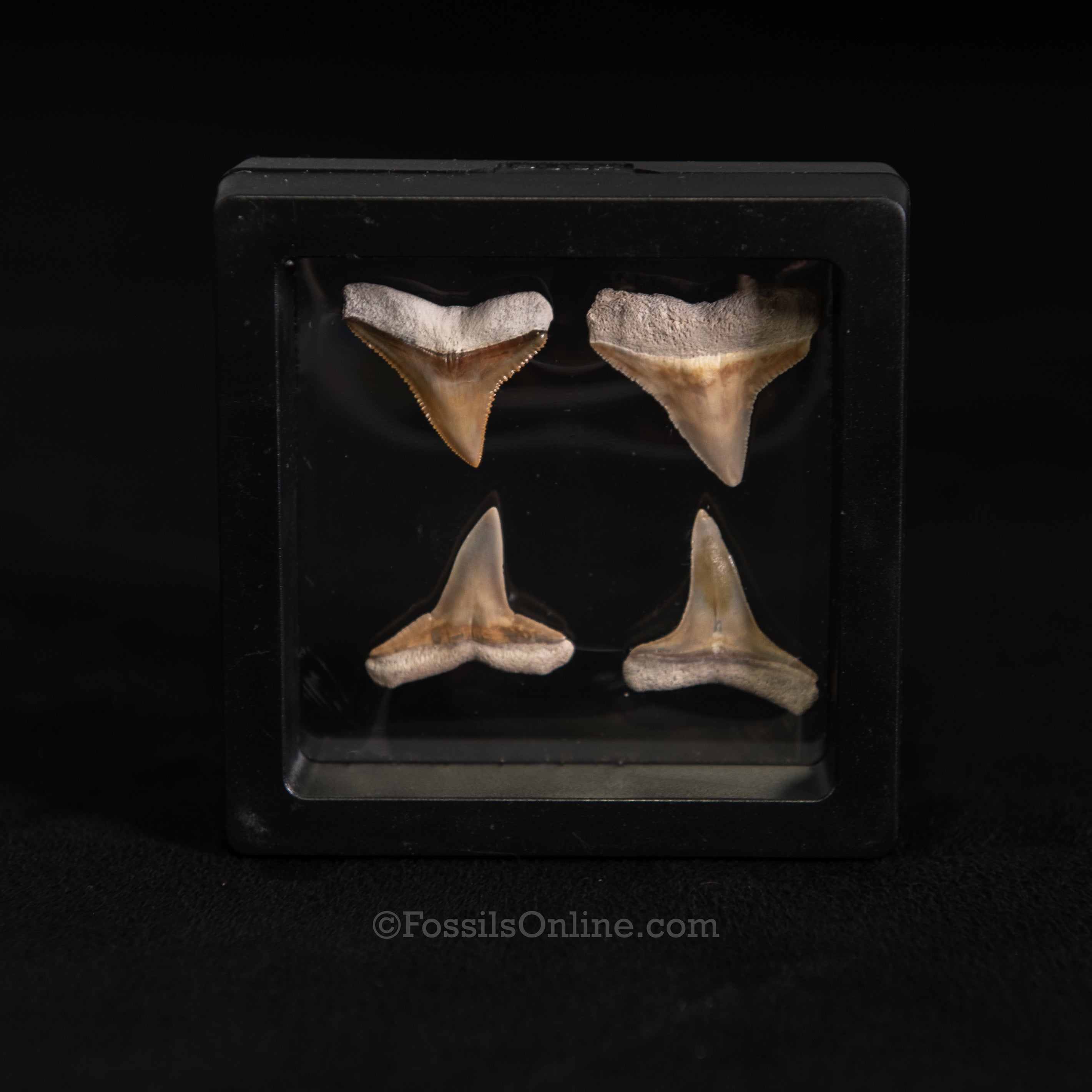 Bone Valley Bull & Lemon Shark Tooth Collection – 3" Display Case