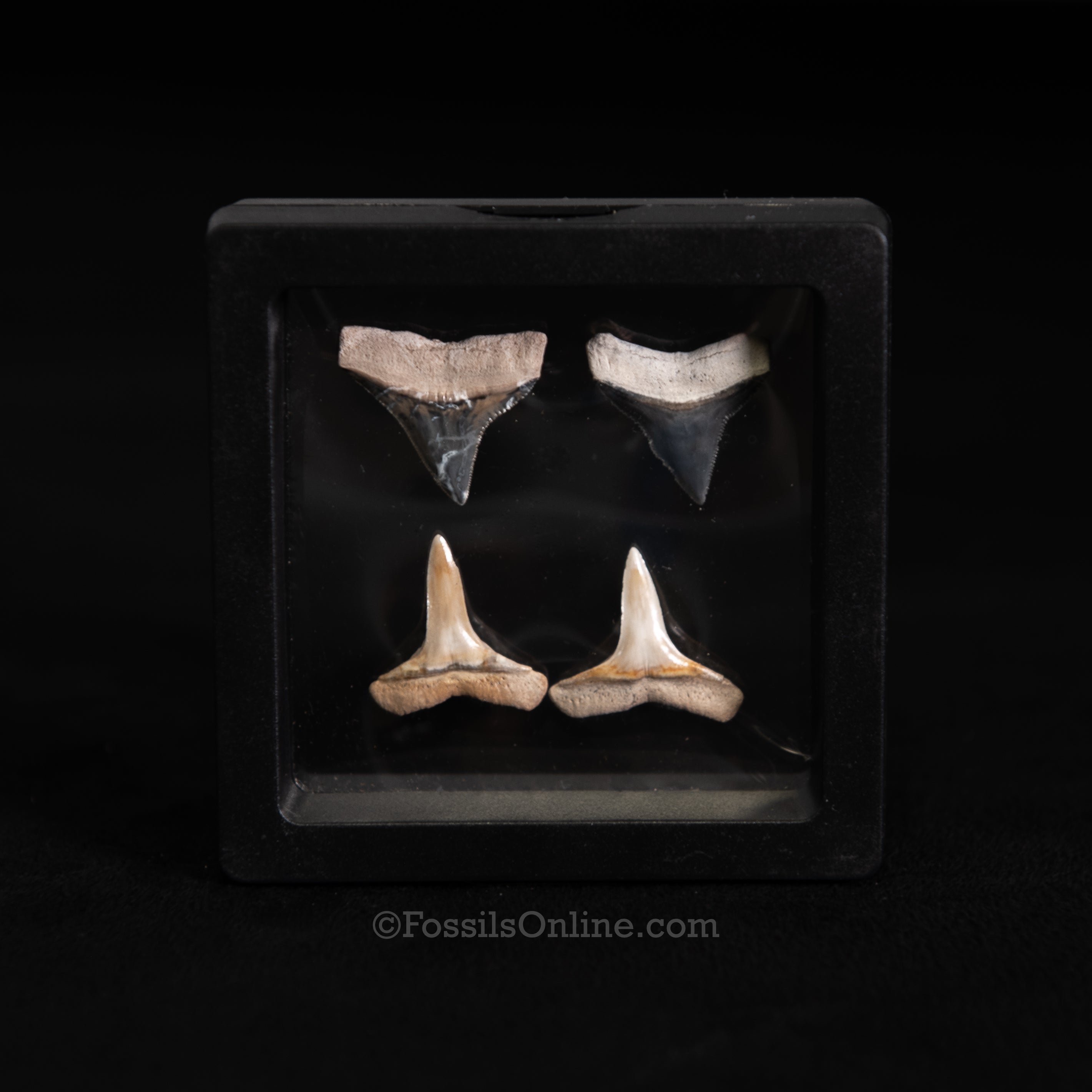 Bull & Lemon Shark Tooth Set – Bone Valley, Florida (3" Display Case)