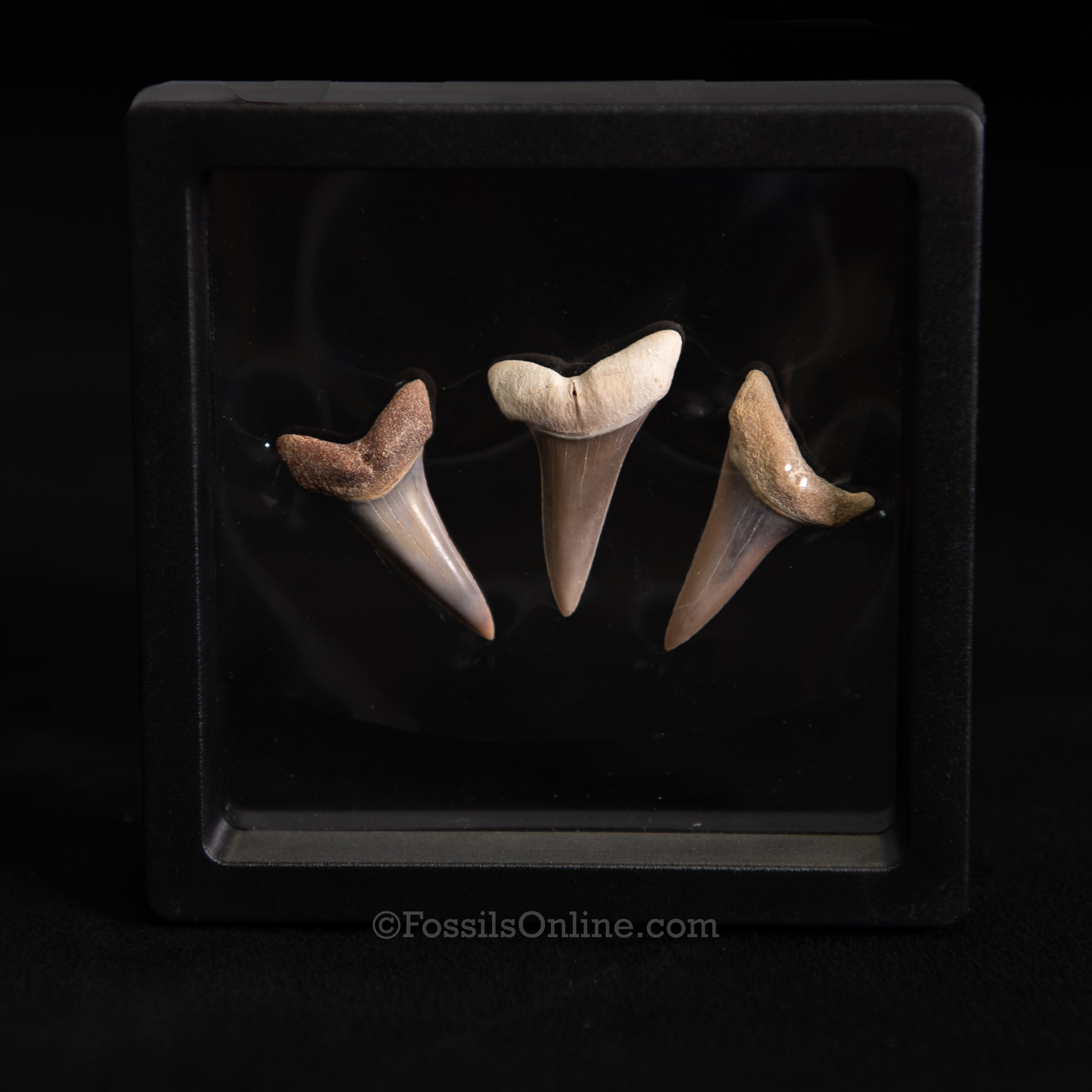 I.Hastalis Extinct Mako Shark Teeth Set - Peru