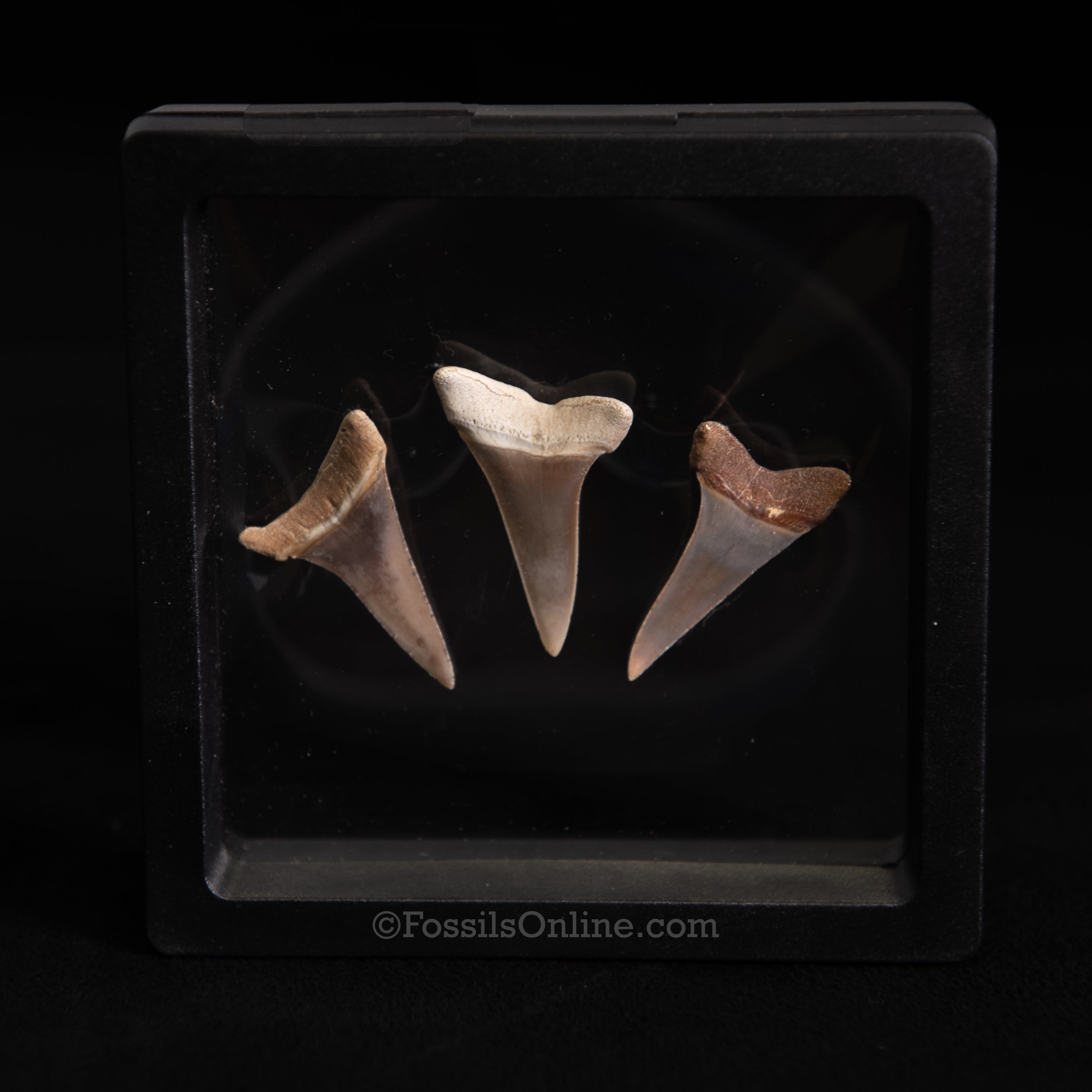 I.Hastalis Extinct Mako Shark Teeth Set - Peru