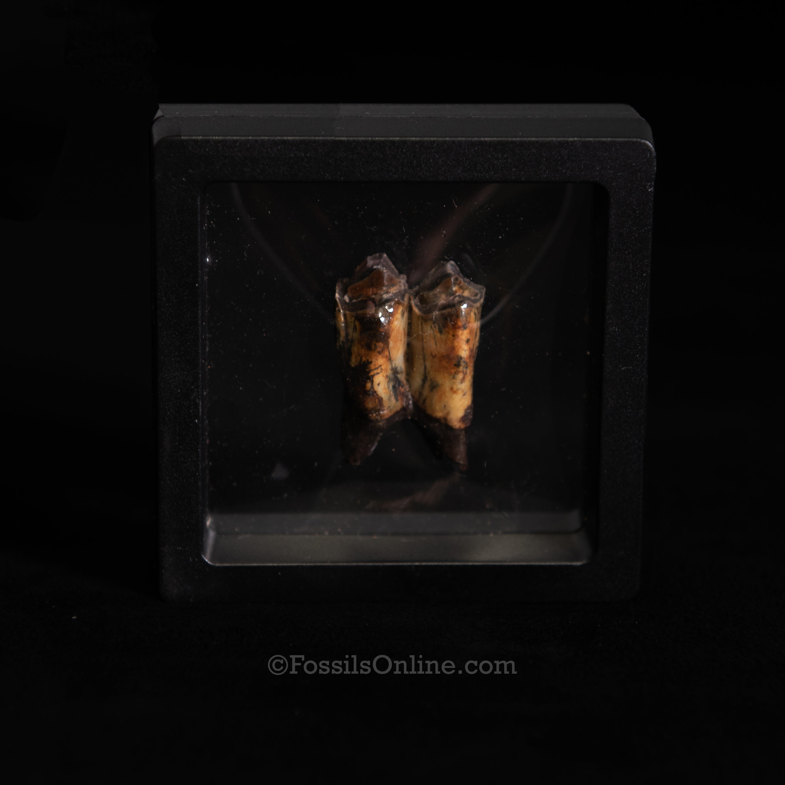 Fossil Camel Tooth – Suwannee River, Florida (3" Display Case)