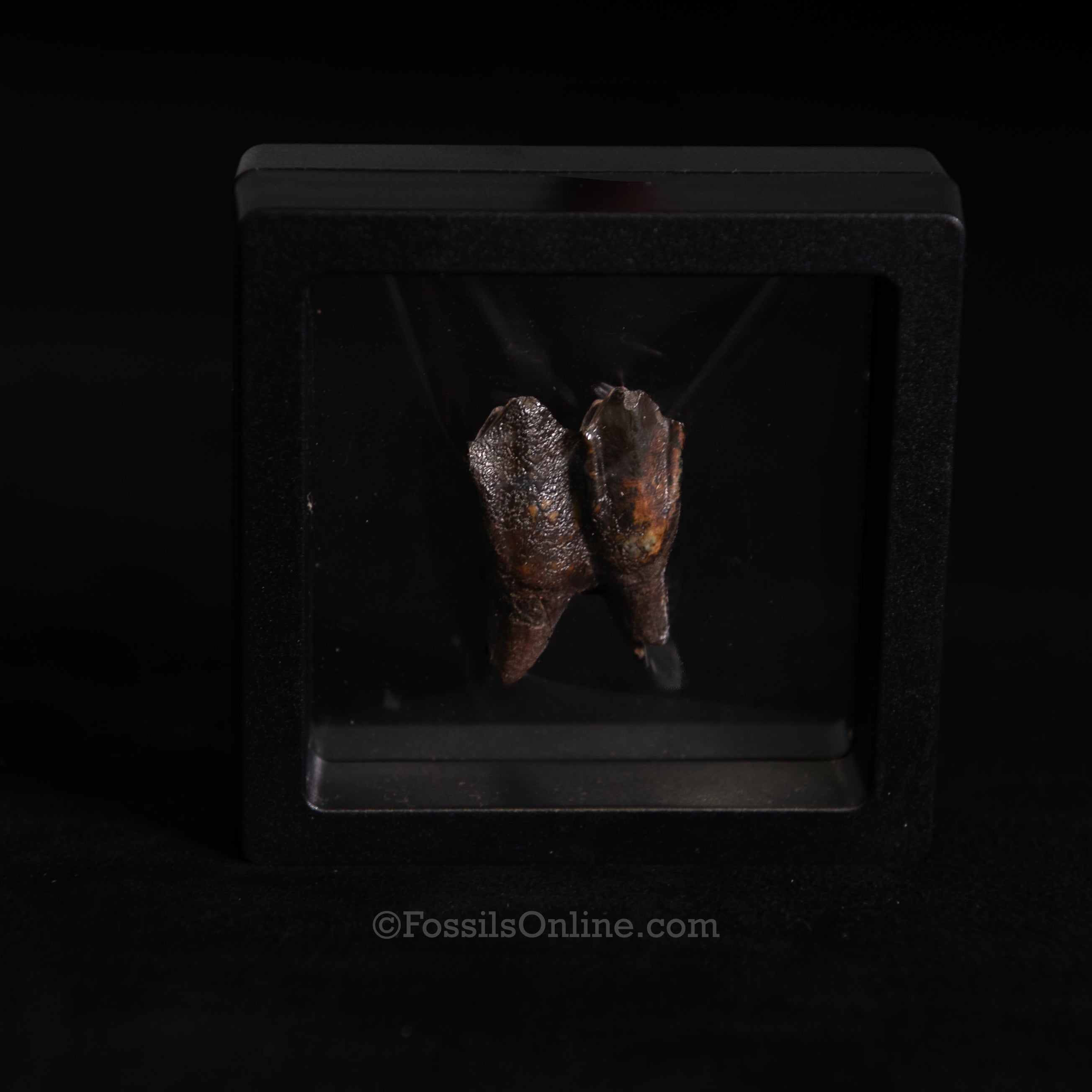 Fossil Camel Tooth – Suwannee River, Florida (3" Display Case)