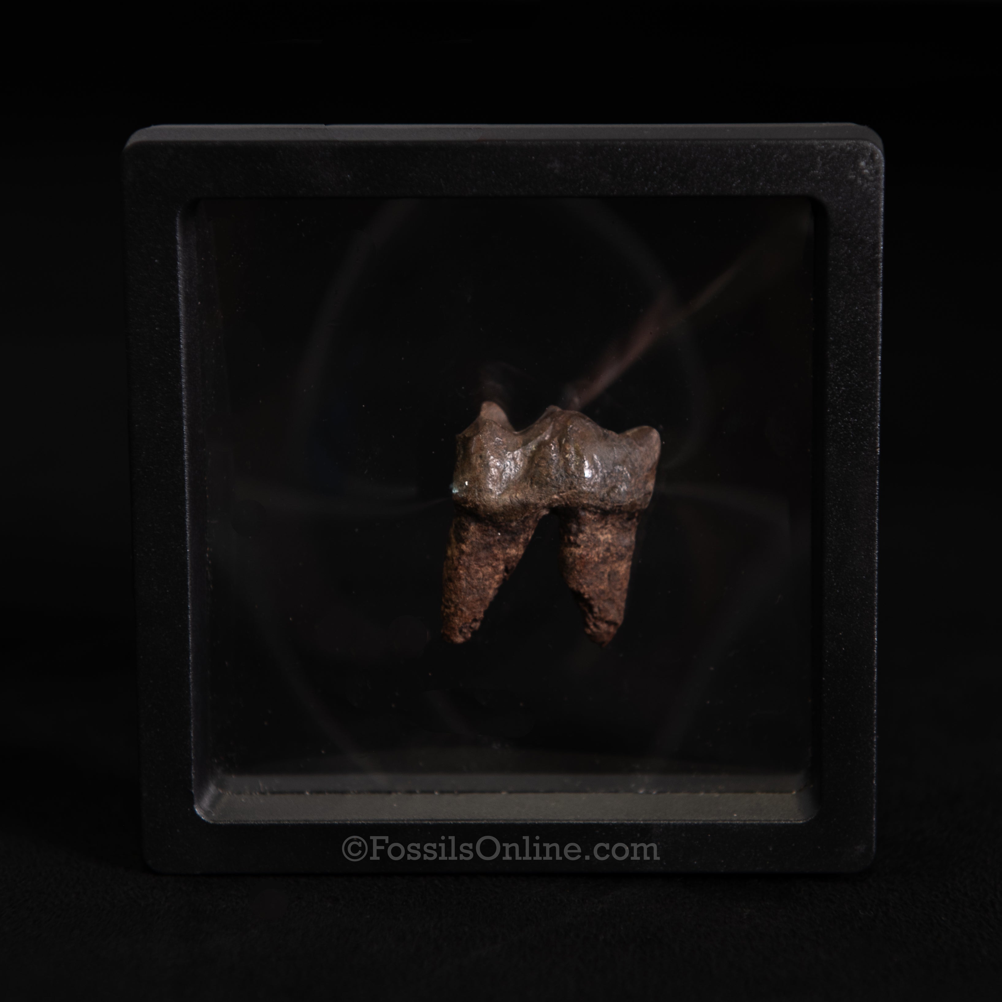 Fossil Tapir Tooth