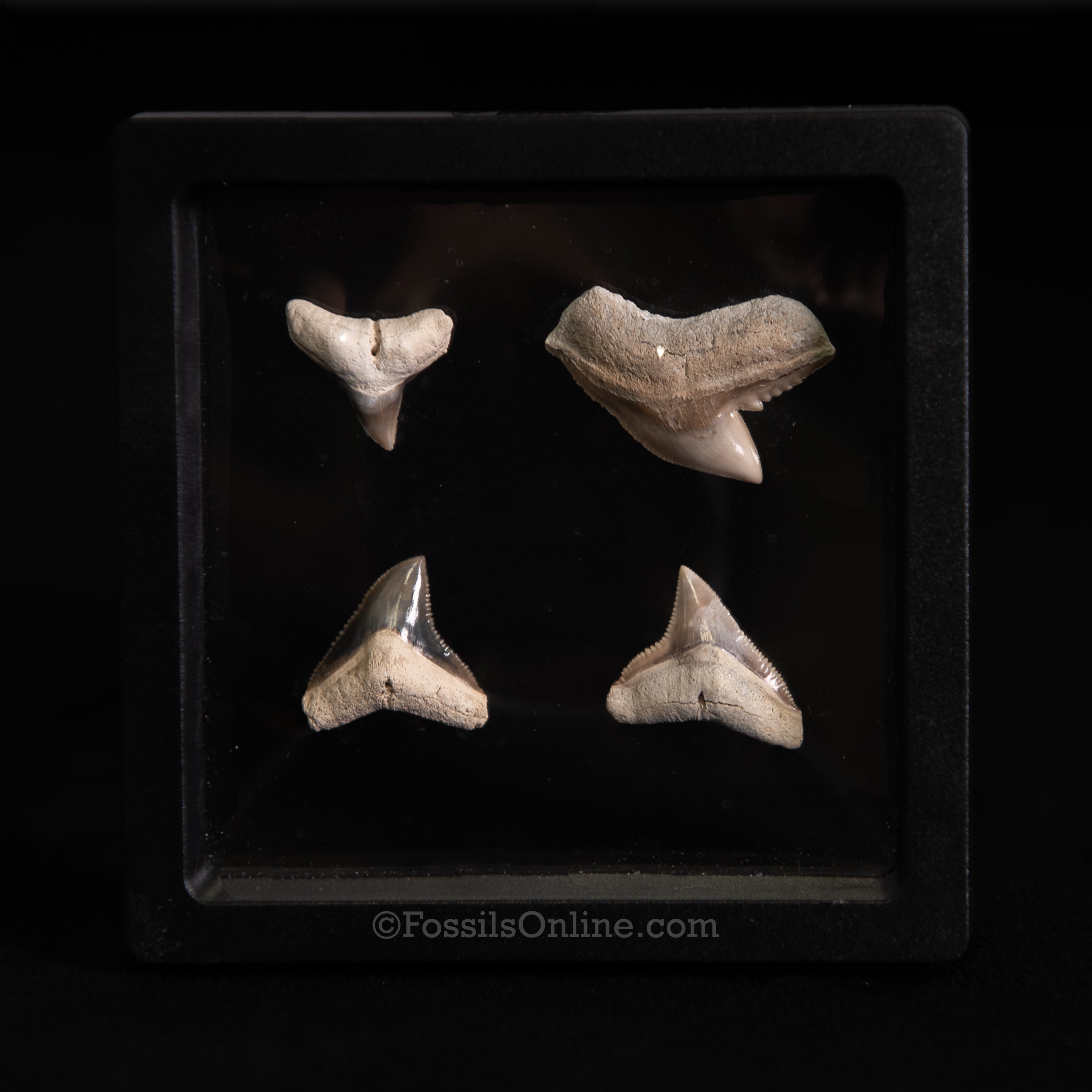 Tiger & Bull Shark Tooth Set – Bone Valley, Florida (3.5" Display Case)